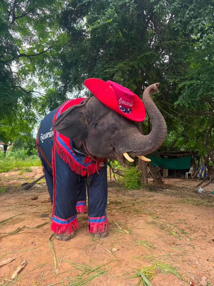 @aoraeeFcMooming🐘❤️