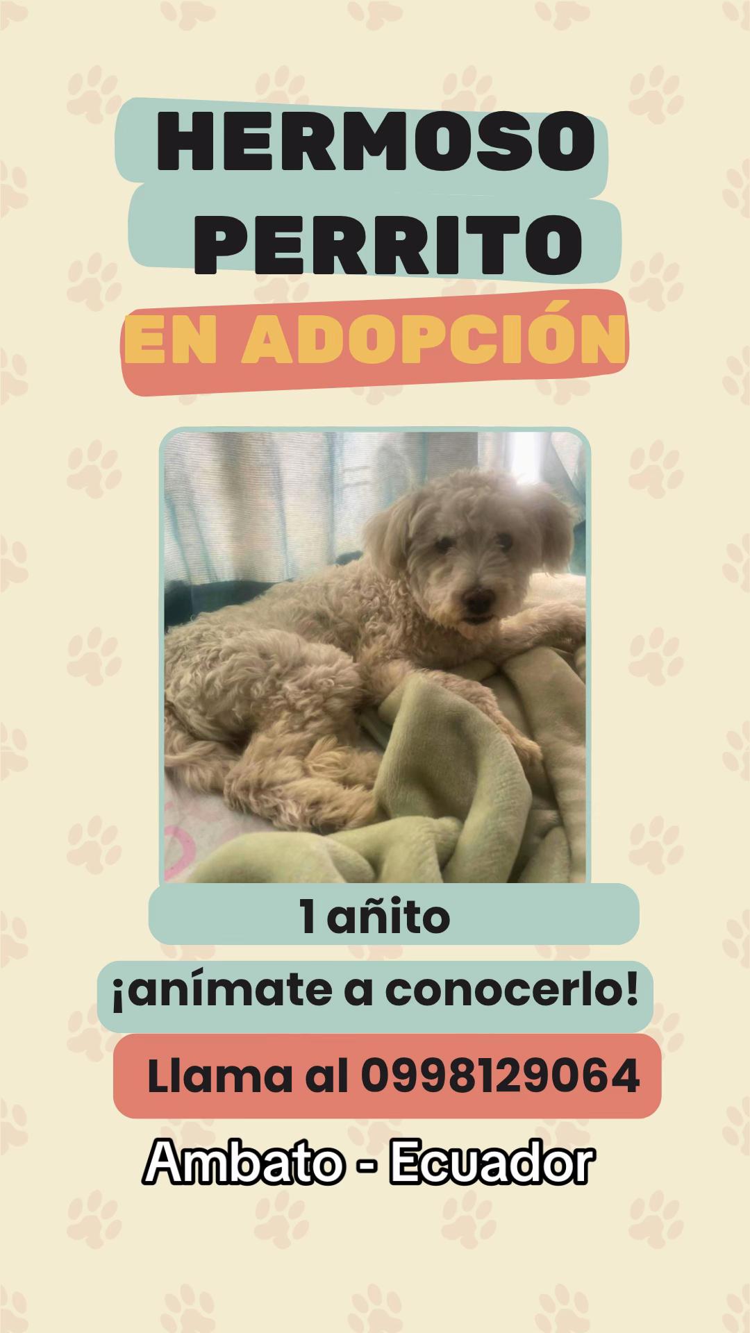 @Amigoscaninos_Ambato
