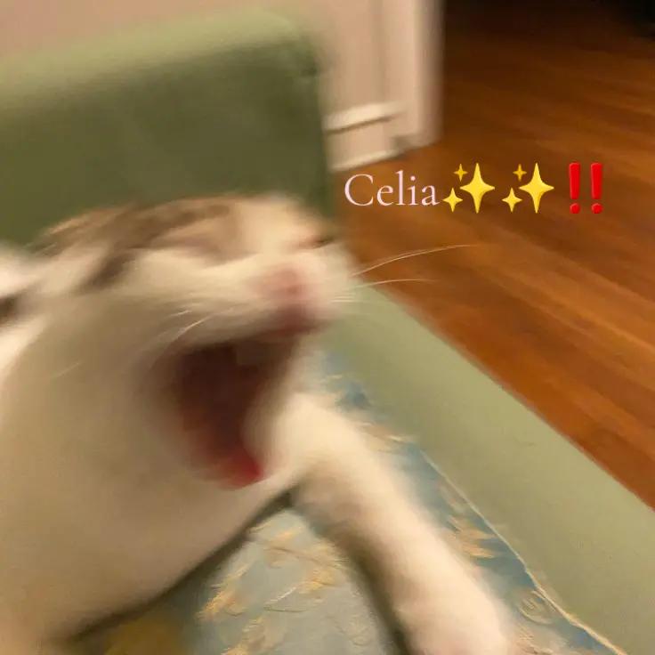 @🎧🎶✨️ ElCaTPana✨️🎶🤙