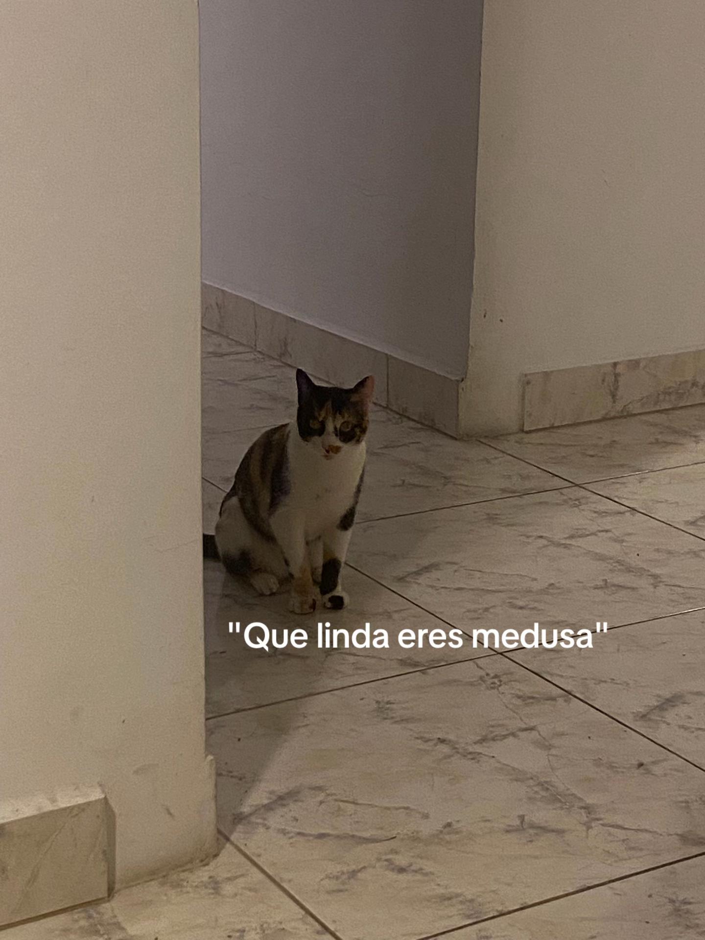 @soff1.kitty