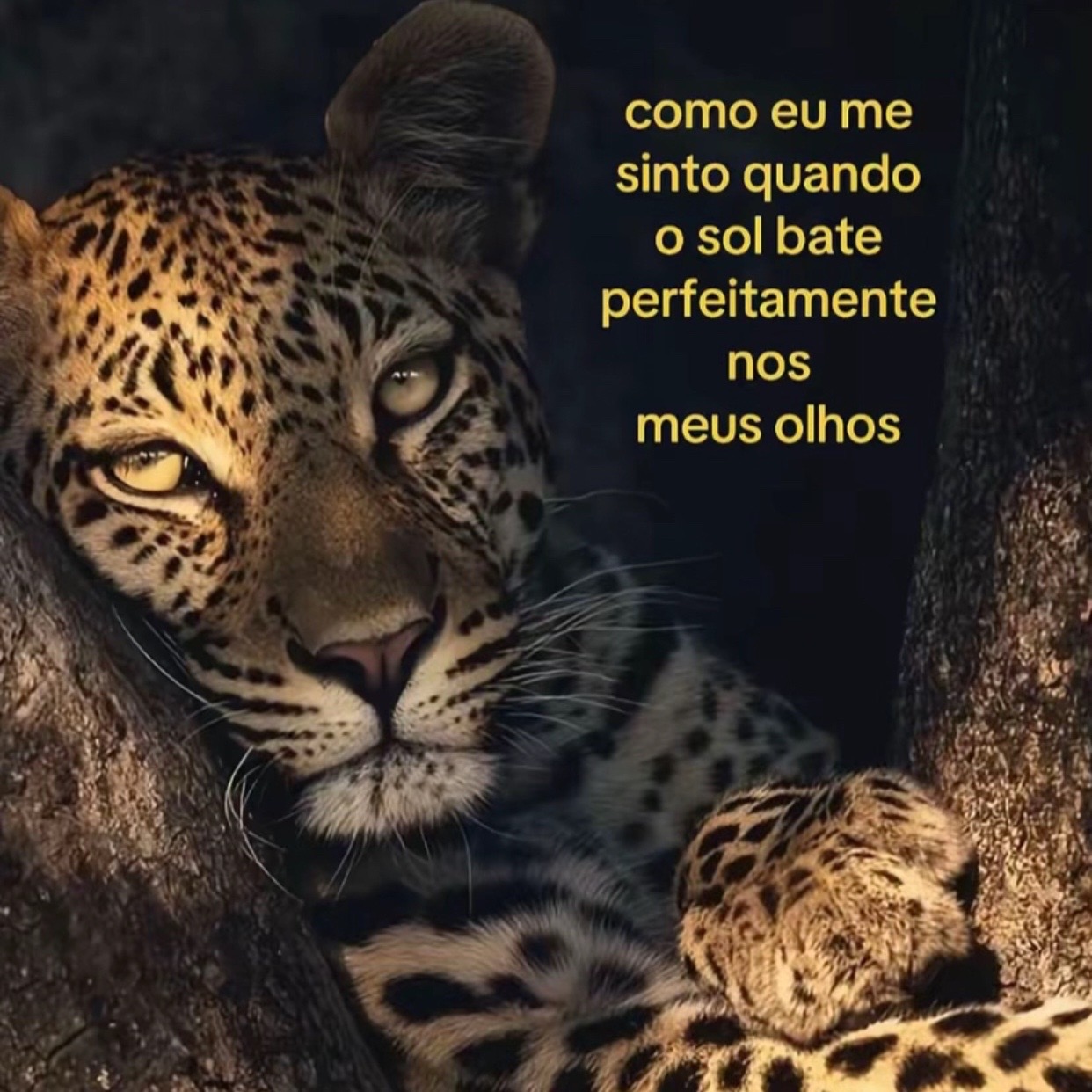 @Alves 💯ex