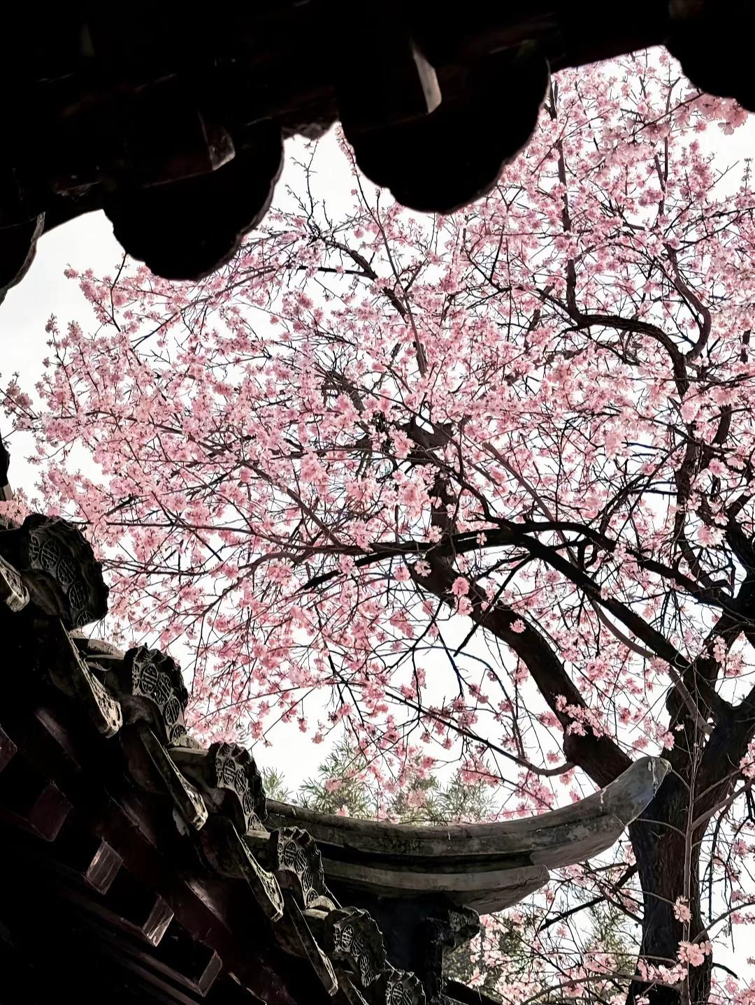@Reverse🌸