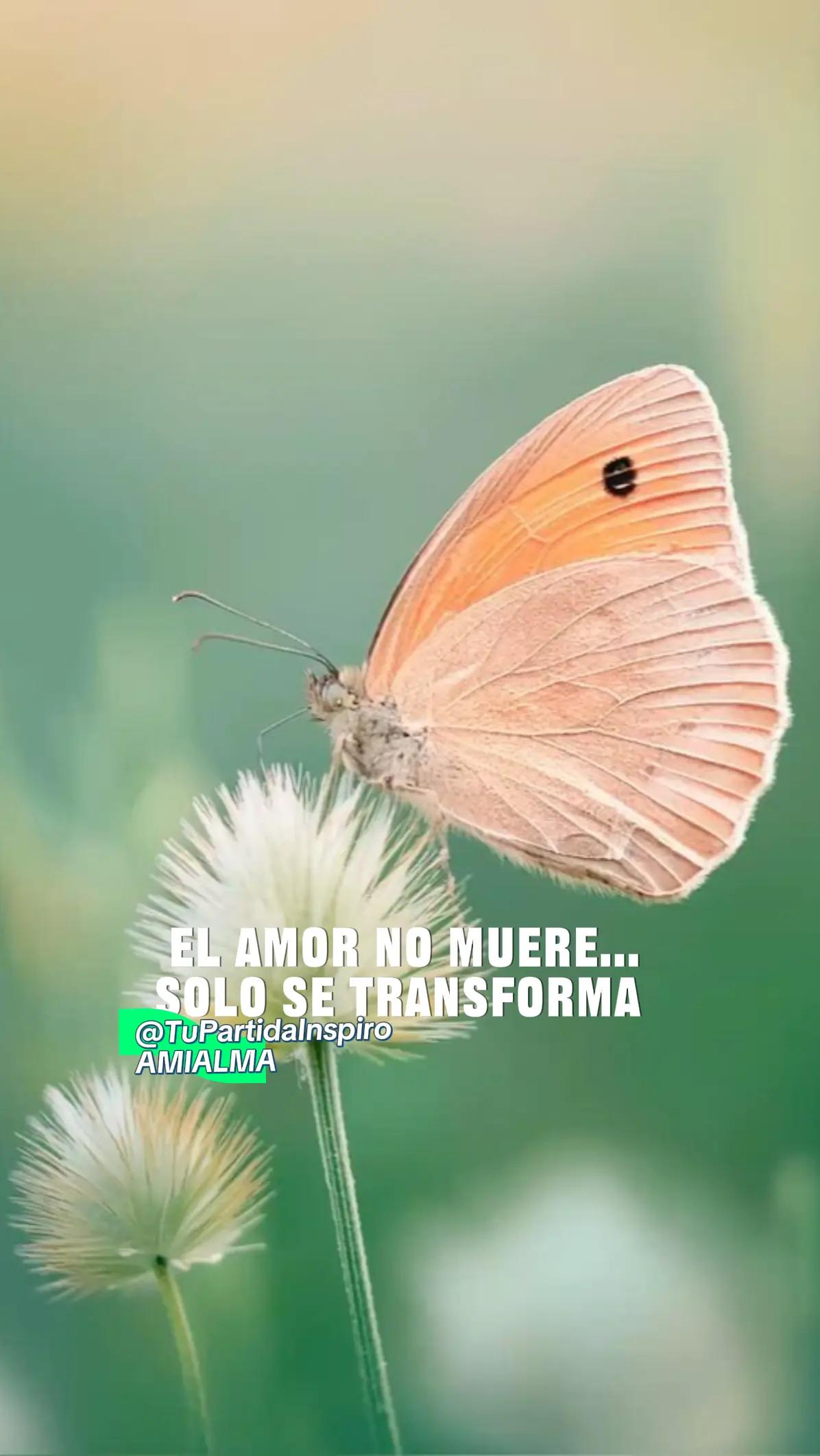 @Tu Partida Inspiró a mi ALMA