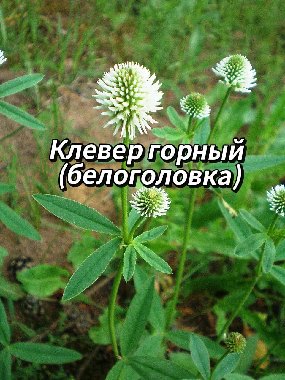 @🍃Зелёный шифр🍃
