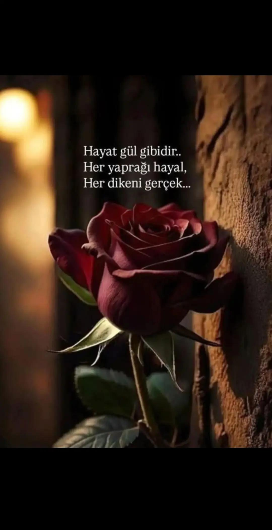 @Songül