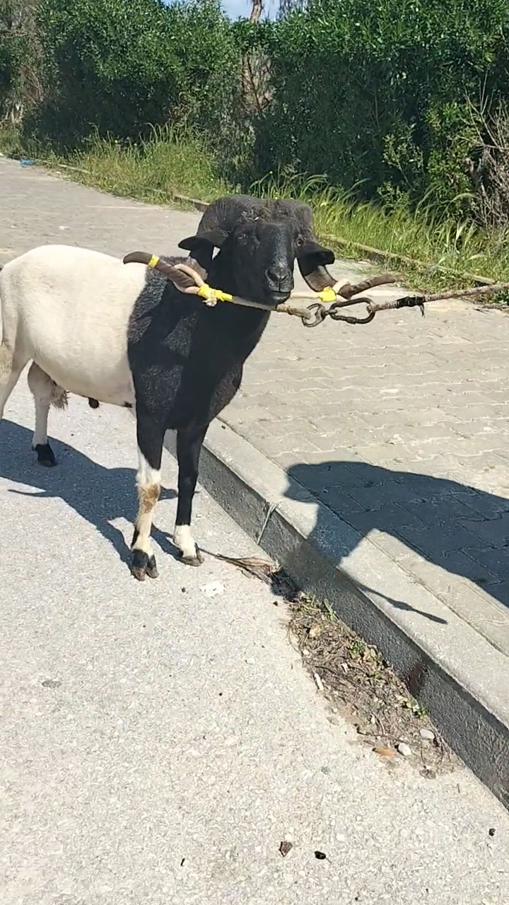 @😎😎 🐏🐏🫣🫣