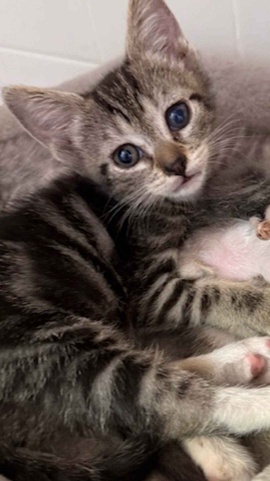 @Fancy Cats Rescue Team