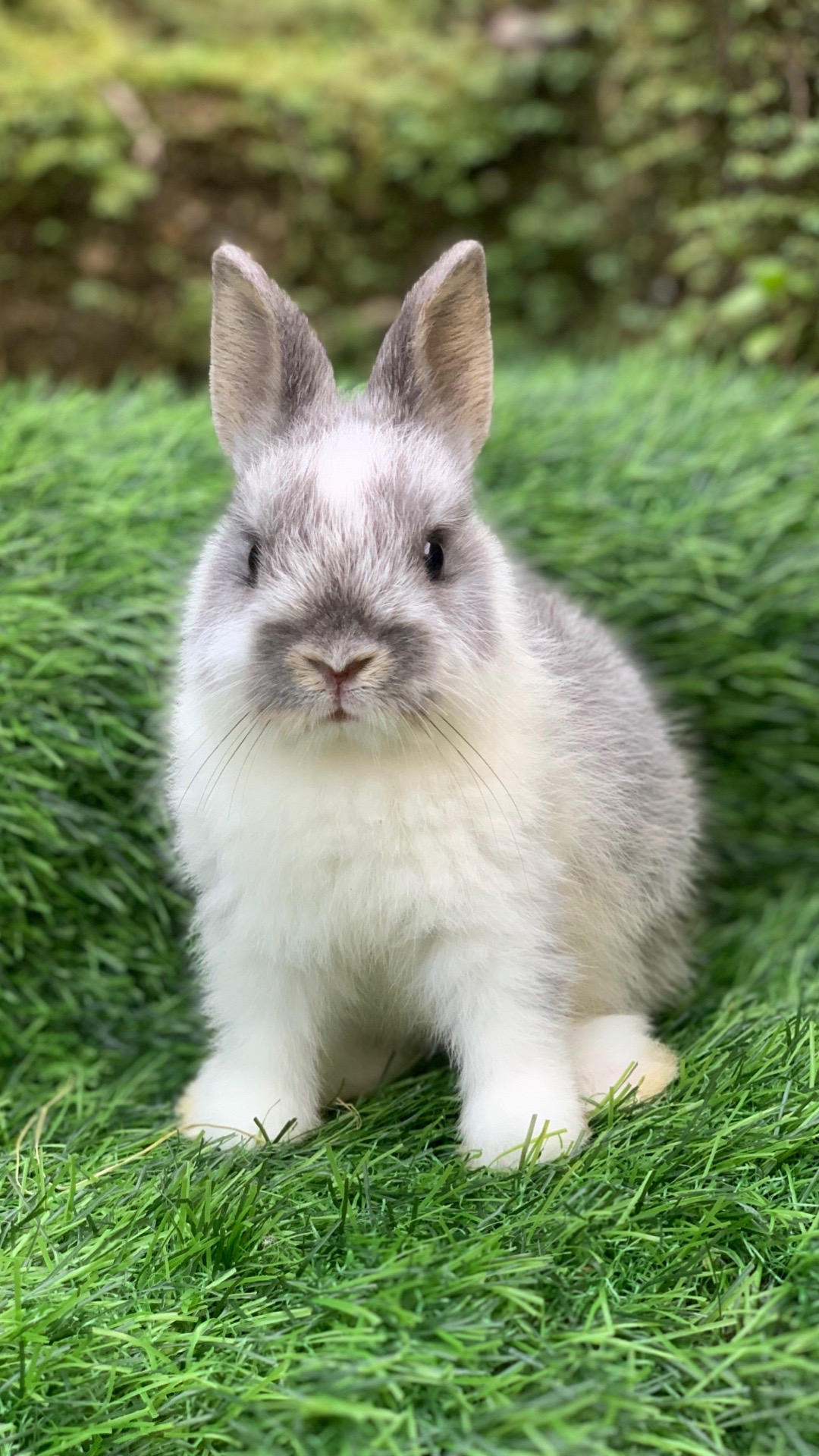 @chedyrabbit.jkt