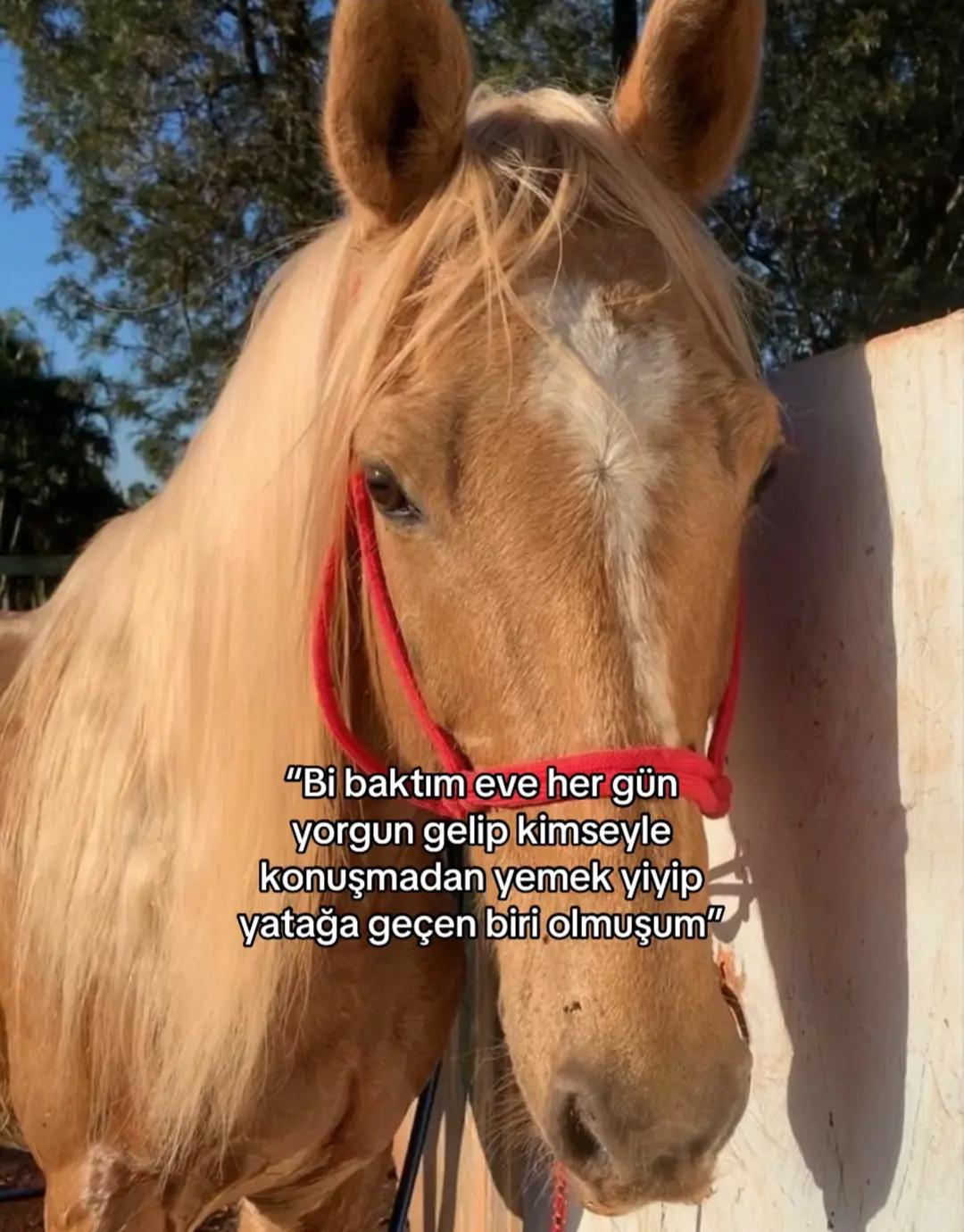 @ÁŠLî。✧