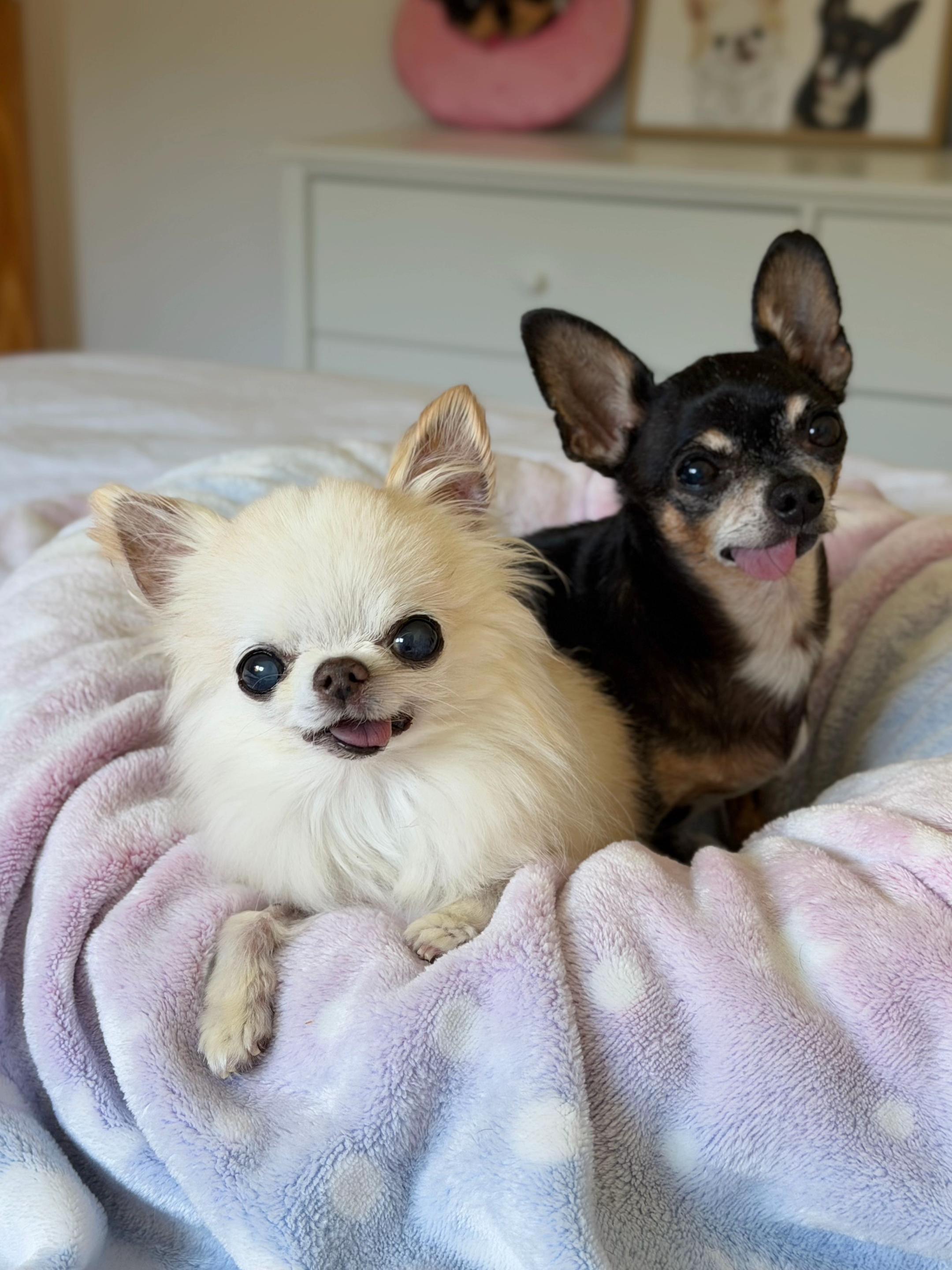 @Tiny Chihuahua Cedric & Maya