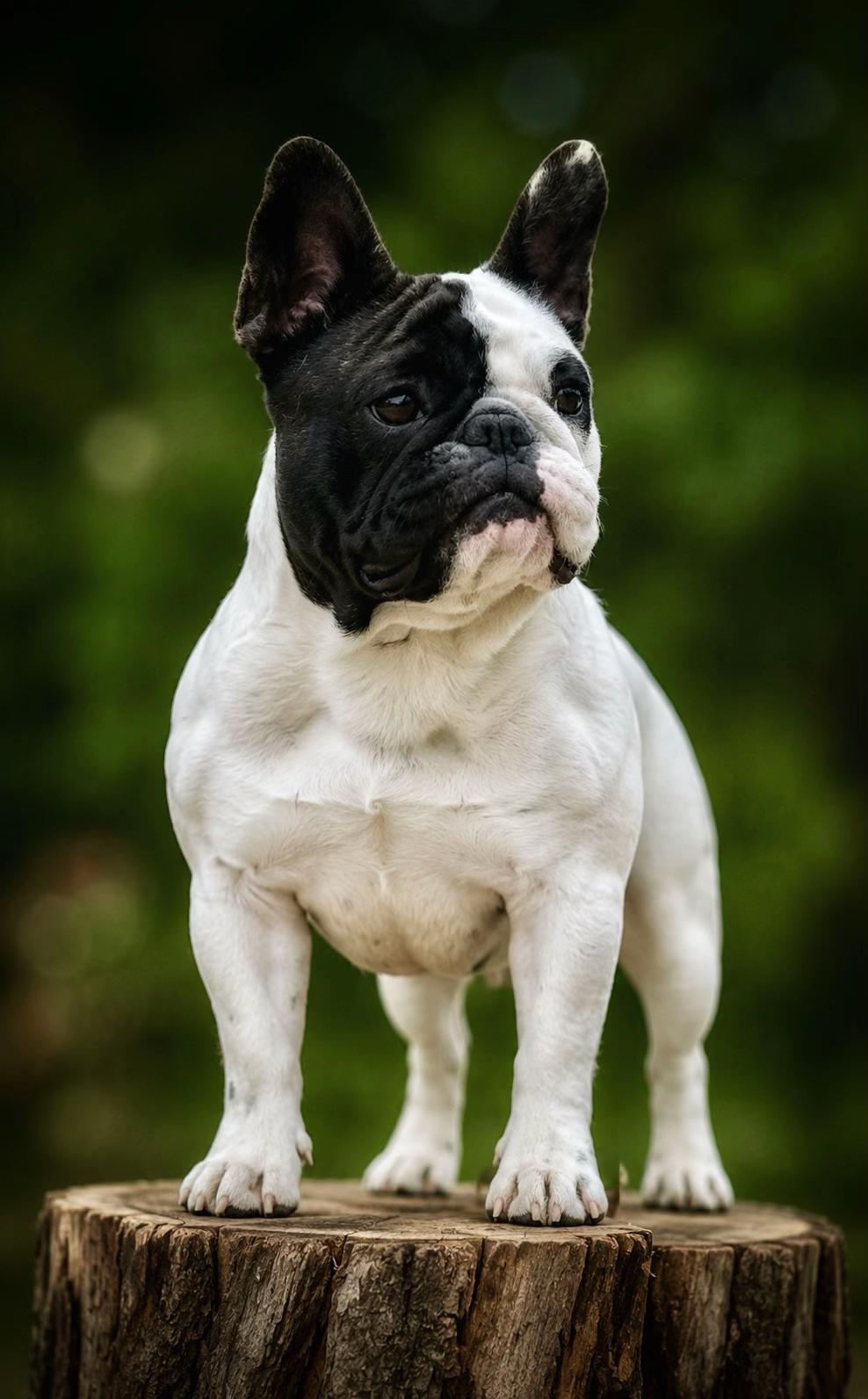 @Bosphorus Bulls French Bulldog