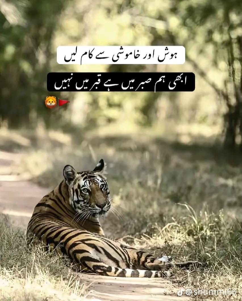 @ملک (شازل)ShaxiL