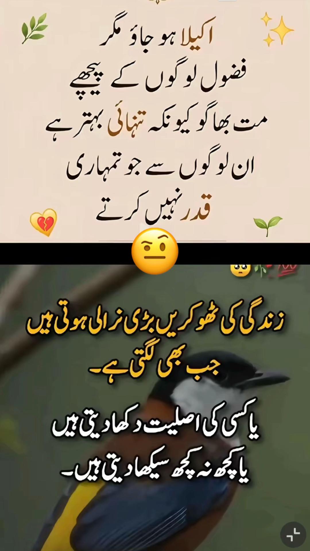 @Shazy ki Moon