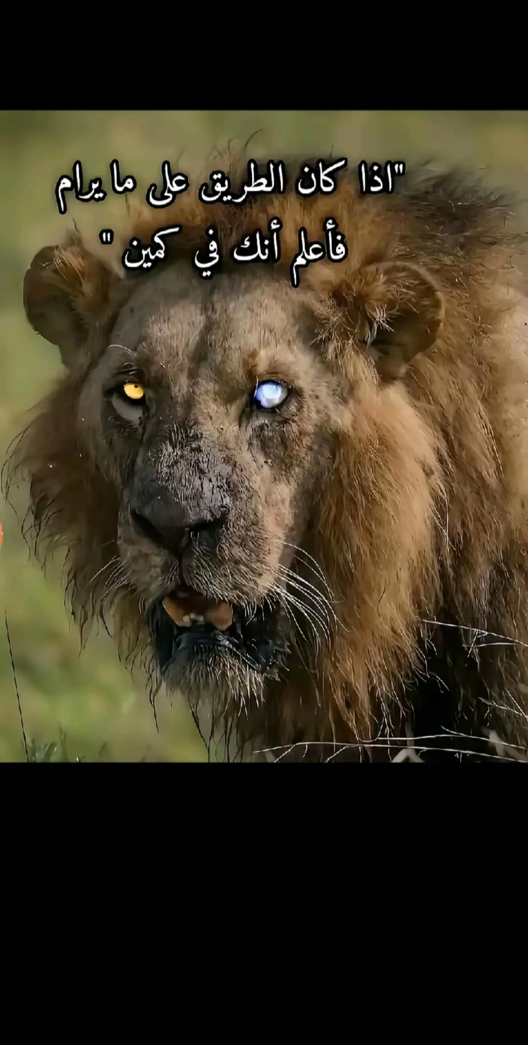 @آلَذيب آلَعٌدِوِآنِيِّ ⚔️