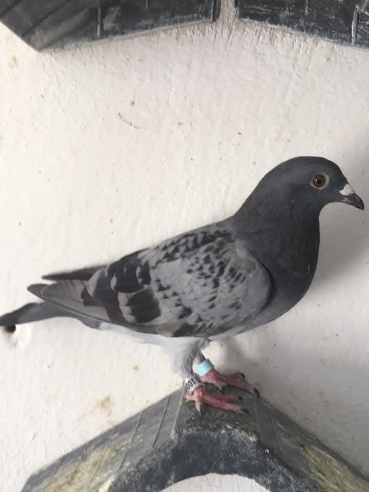 @YARIŞ POSTASI