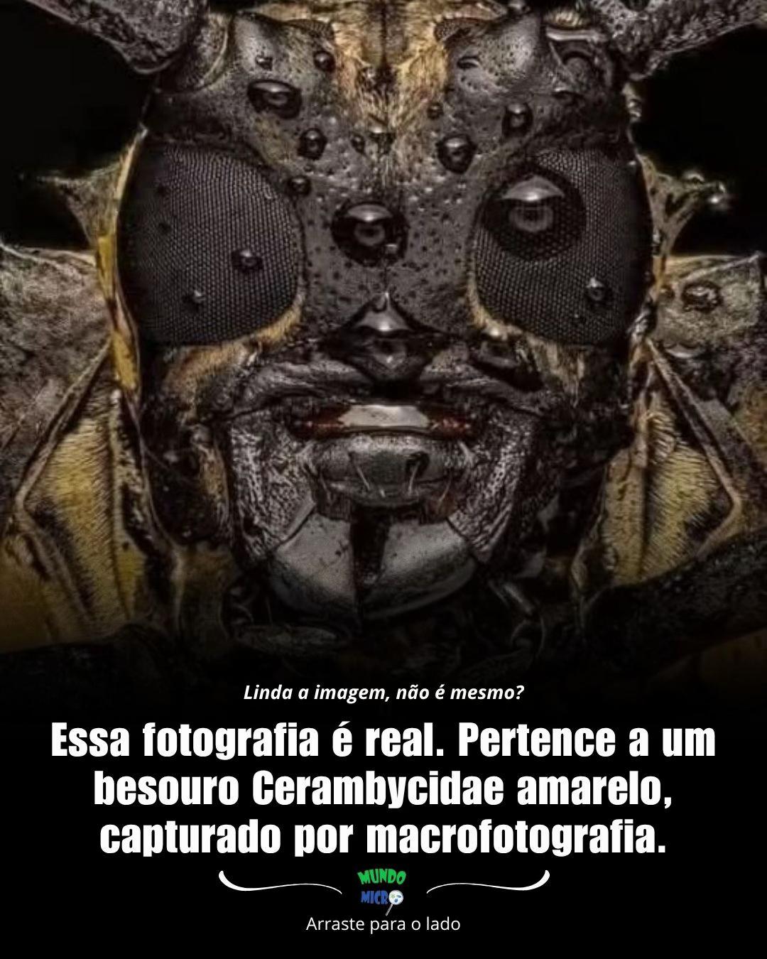 @mundomicrobr