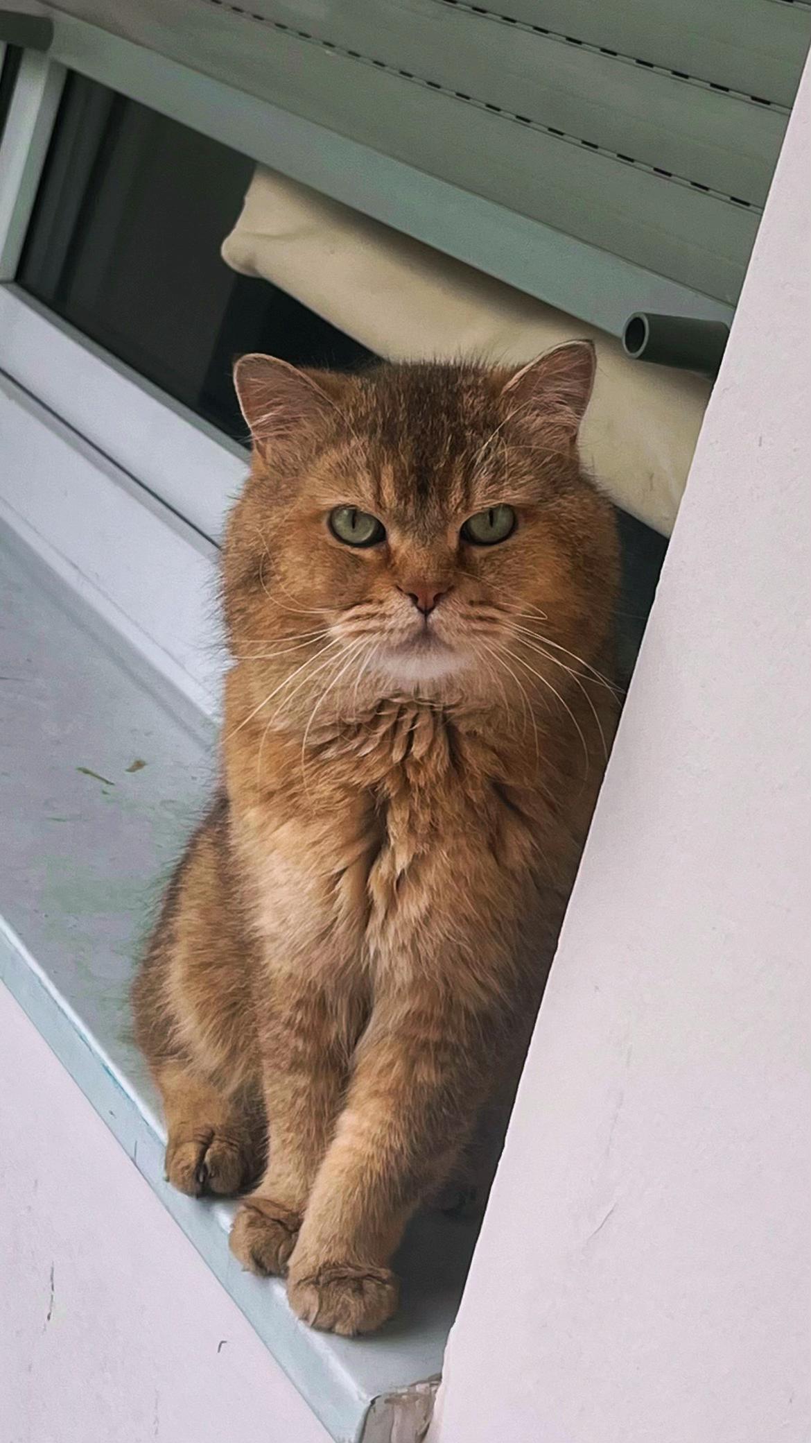 @British Cat Frendi 🐈