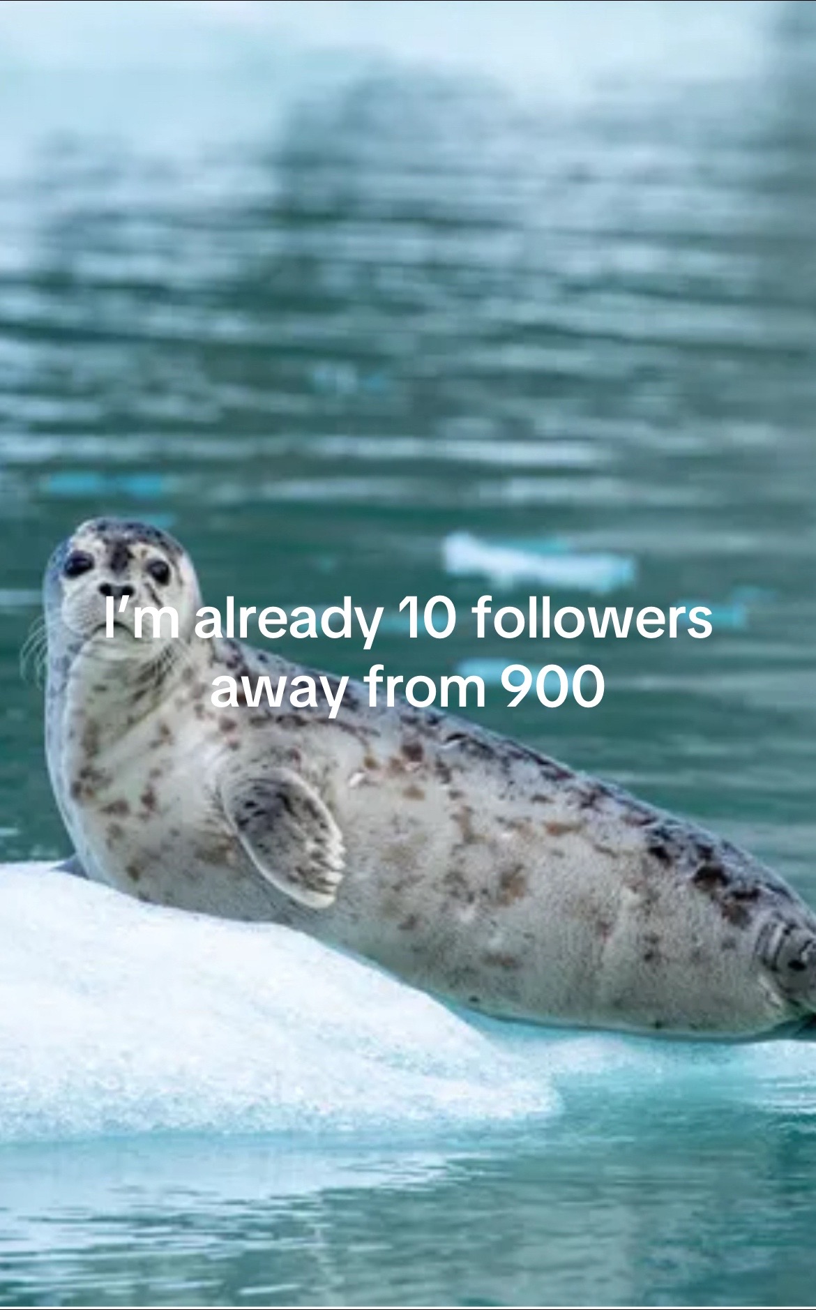 @Ryan🦭