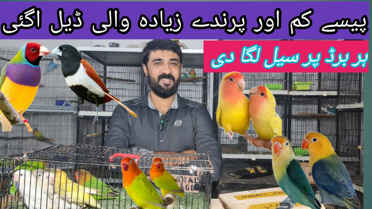 @ROYAL BIRD US