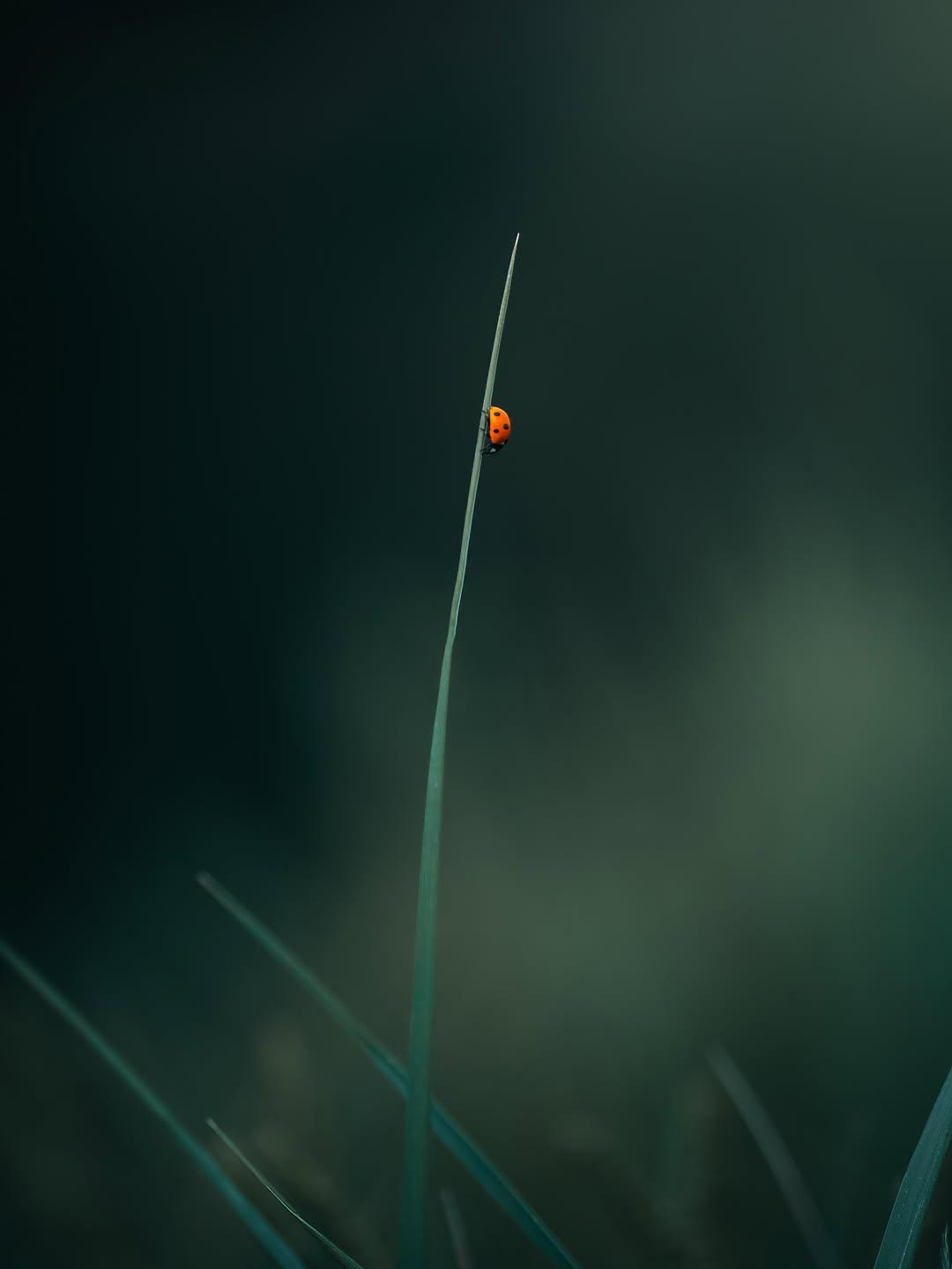 @وهمہ