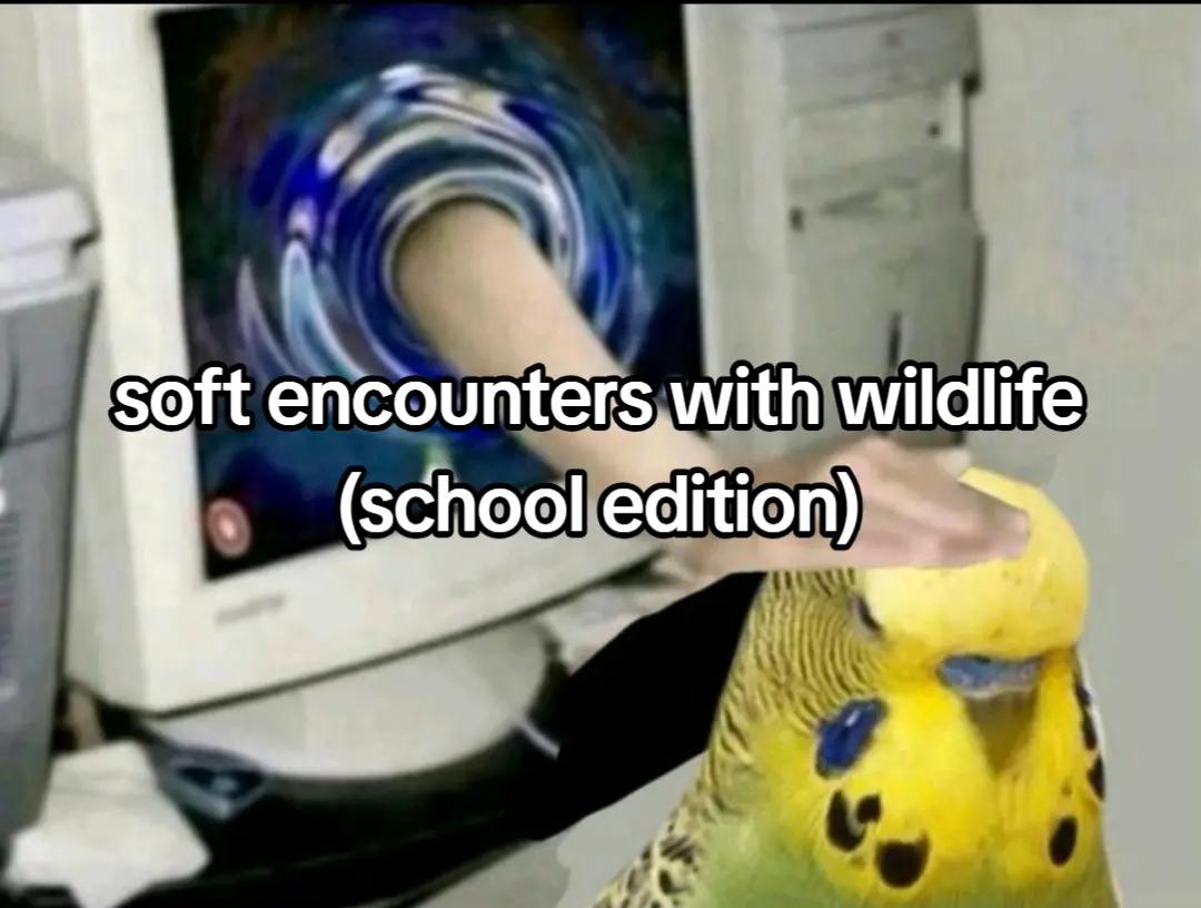 @OwlCatz