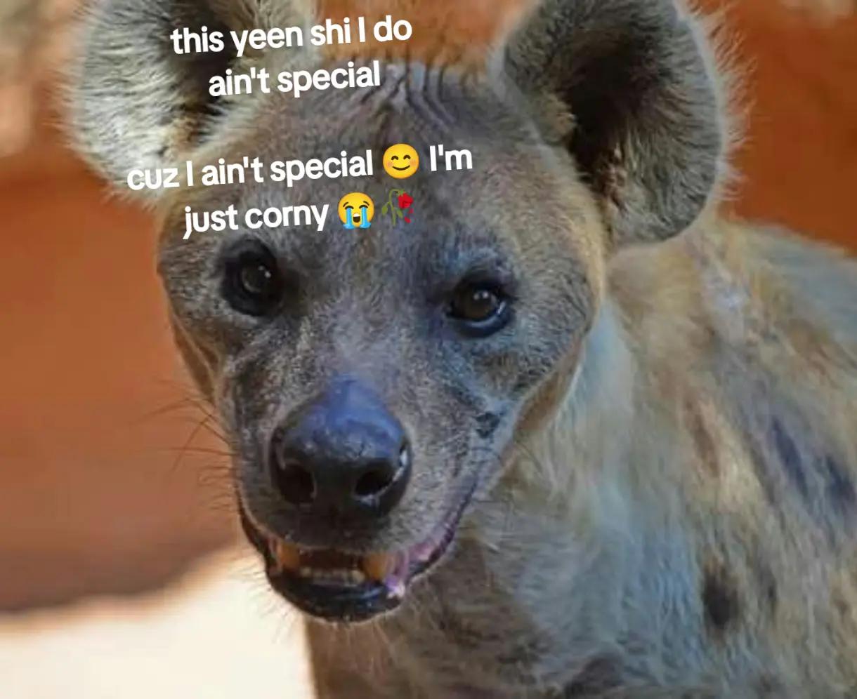 @AbrahamTheHyena🆒6️⃣9️⃣