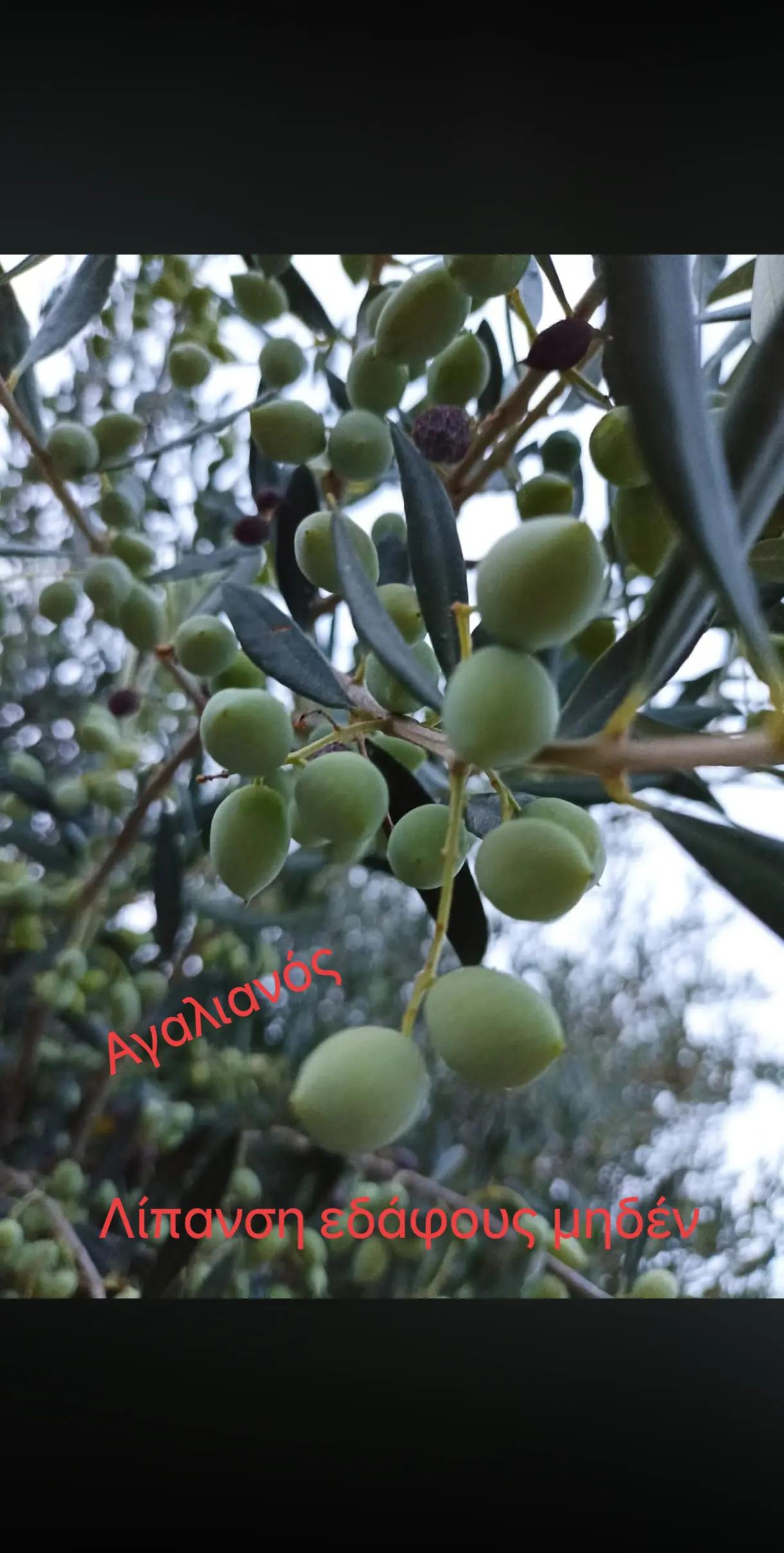 @&Alpha;&gamma;&alpha;&lambda;&iota;&alpha;&nu;ό&sigmaf; &Iota;&omega;ά&nu;&nu;&eta;&sigmaf; &Gamma;&epsilon;&omega;&pi;ό&nu;&omicron;&sigmaf;