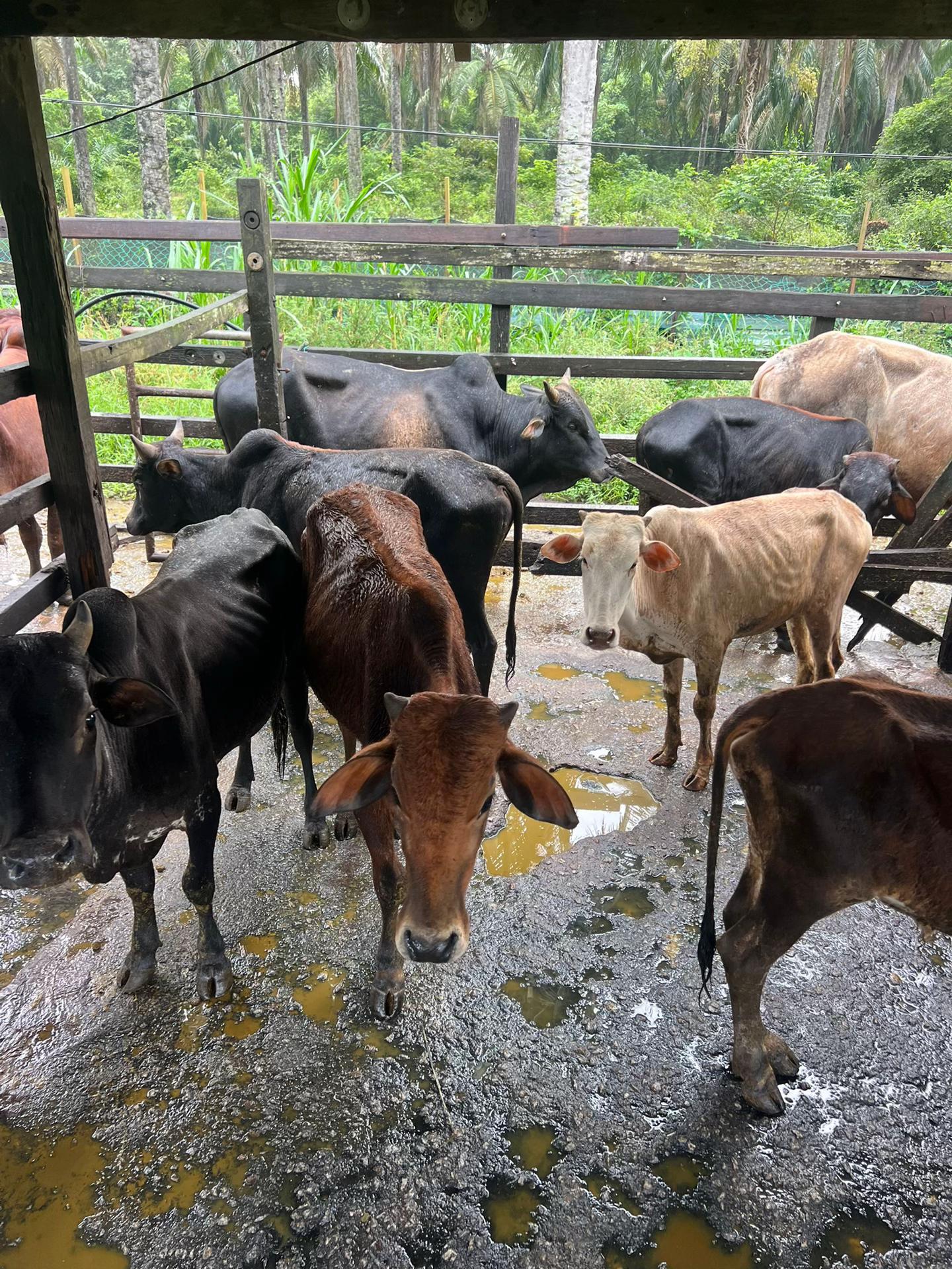 @Haziq farm