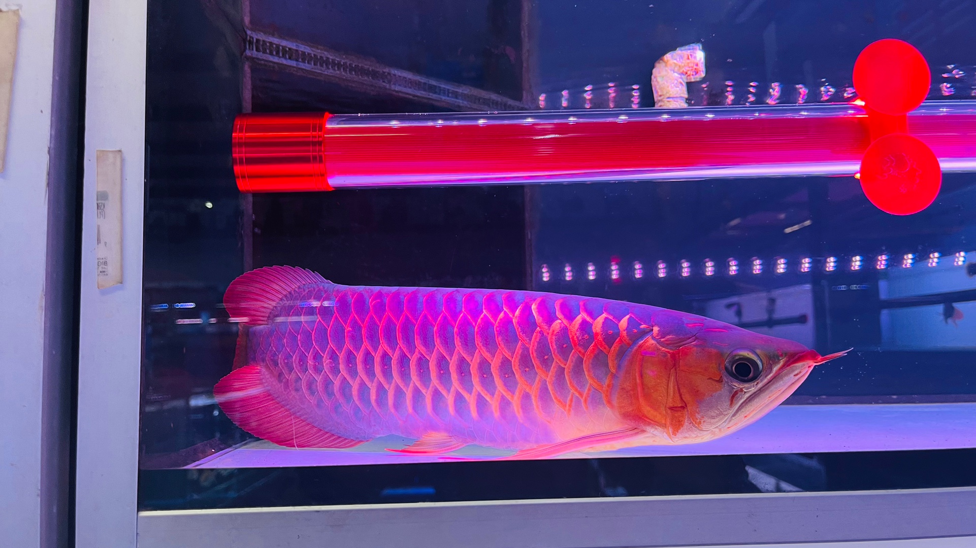 @RS AROWANA EMPIRE