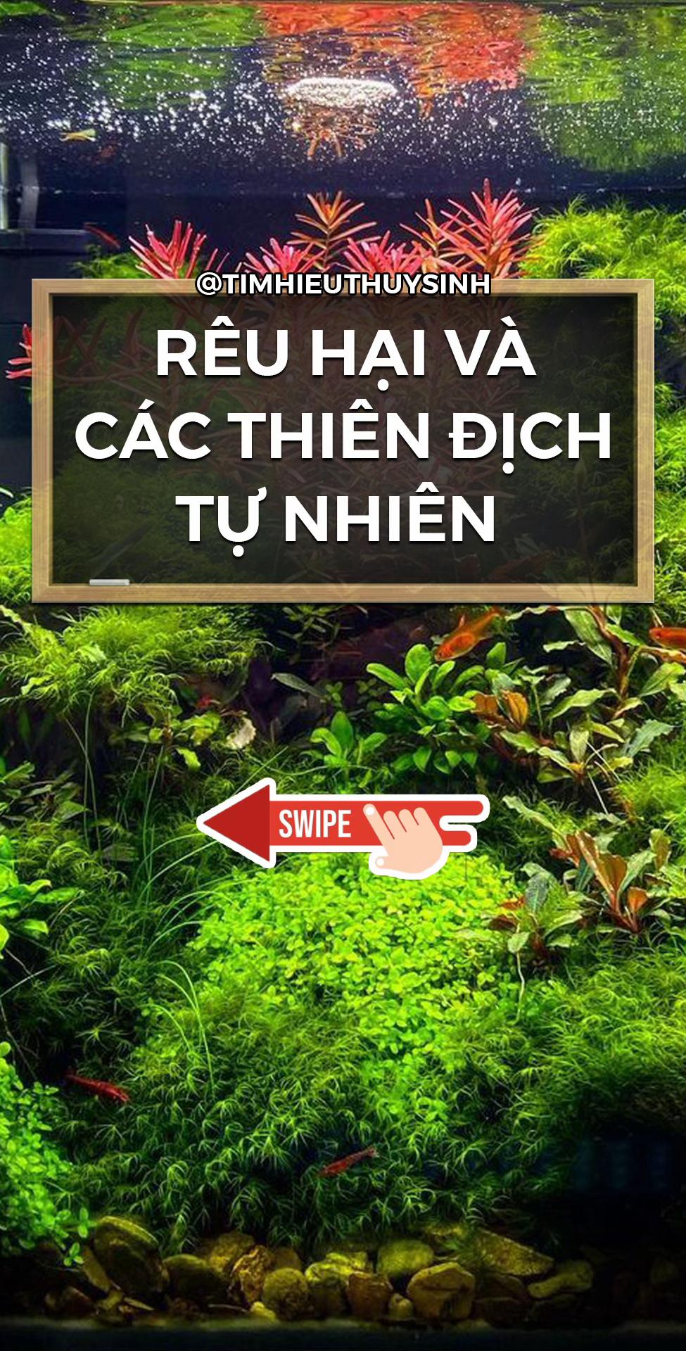 @Tìm Hiểu Thủy Sinh