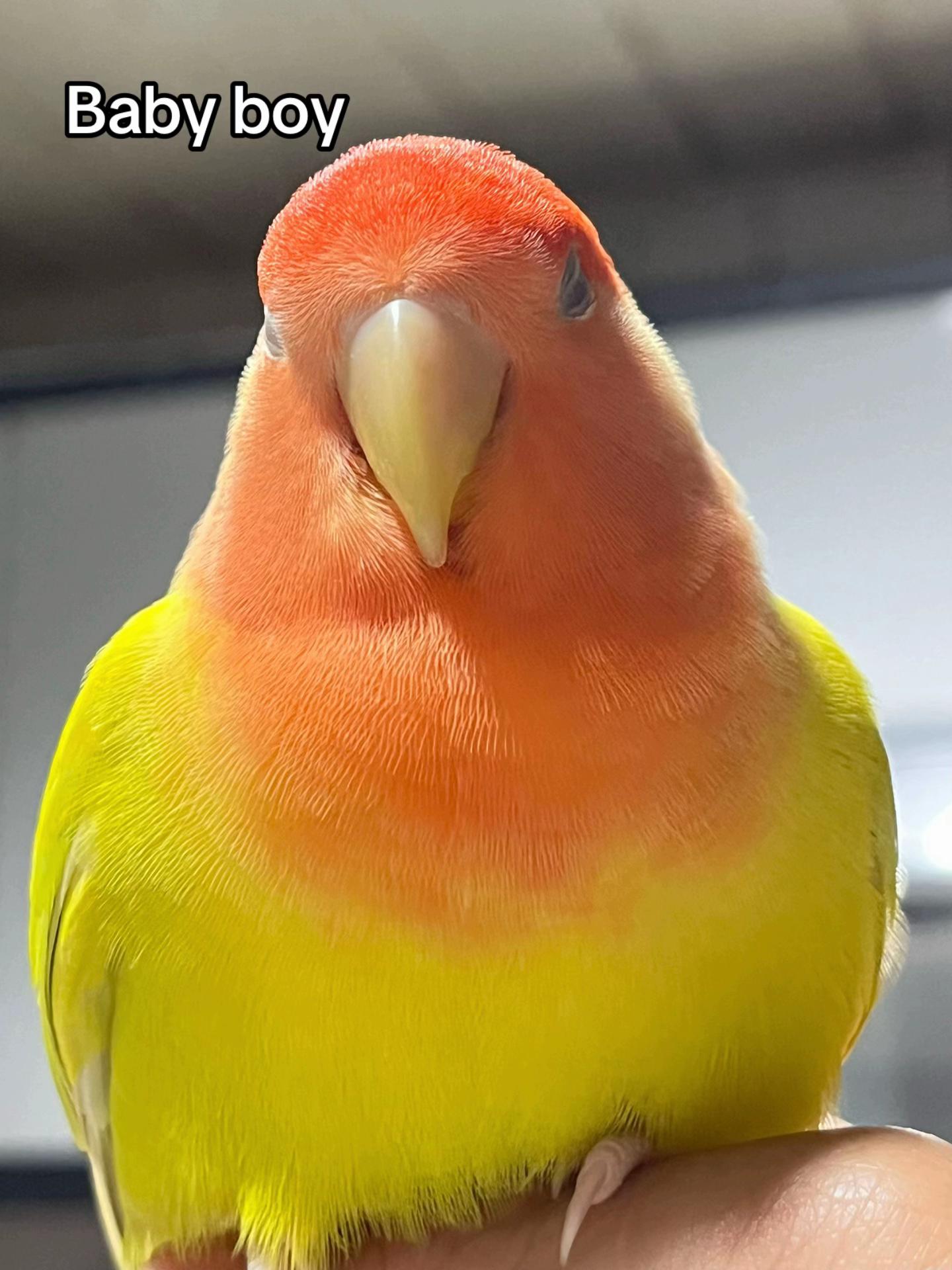 @crisaandbirds