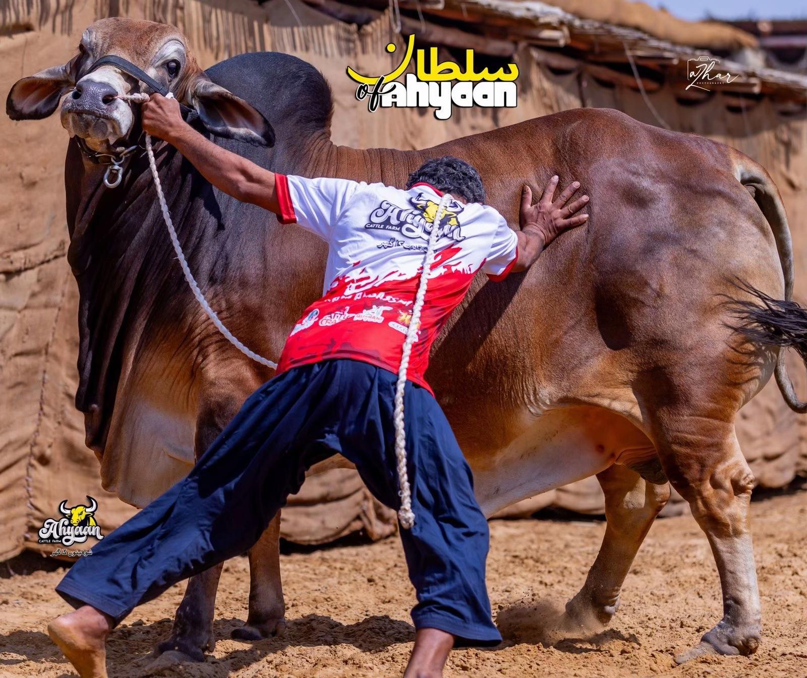 @Ahyaan cattle farm