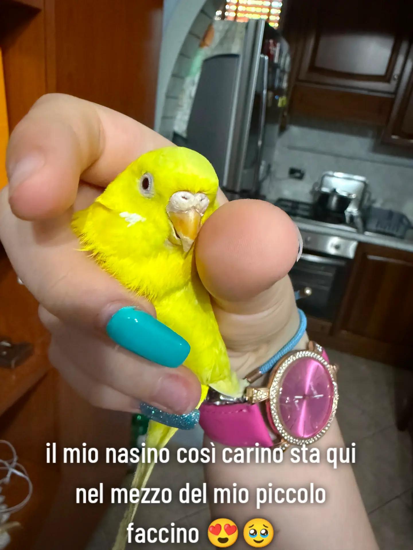 @STRADO e Melania❣️💍🔗