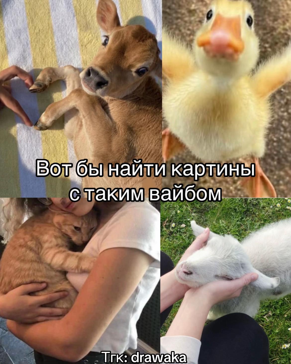 @Lolyamolya~Lapka