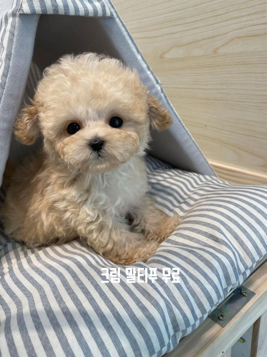 @perro feliz