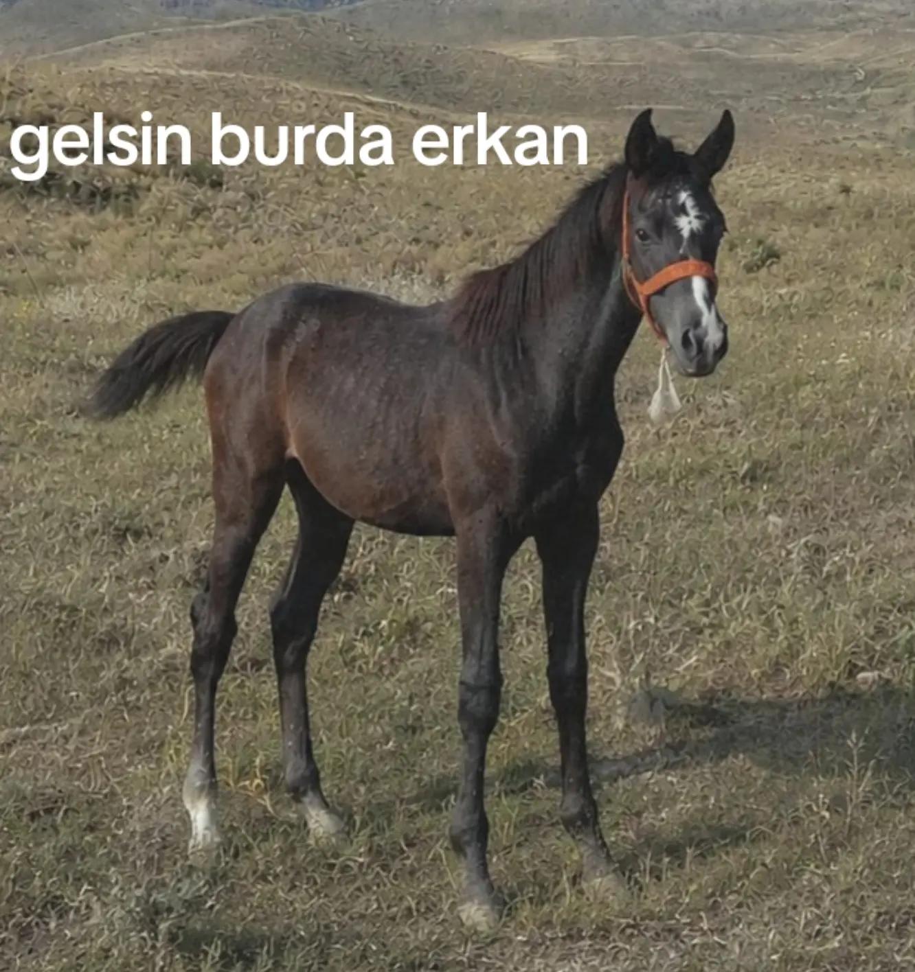 @&ccedil;atlı şaho