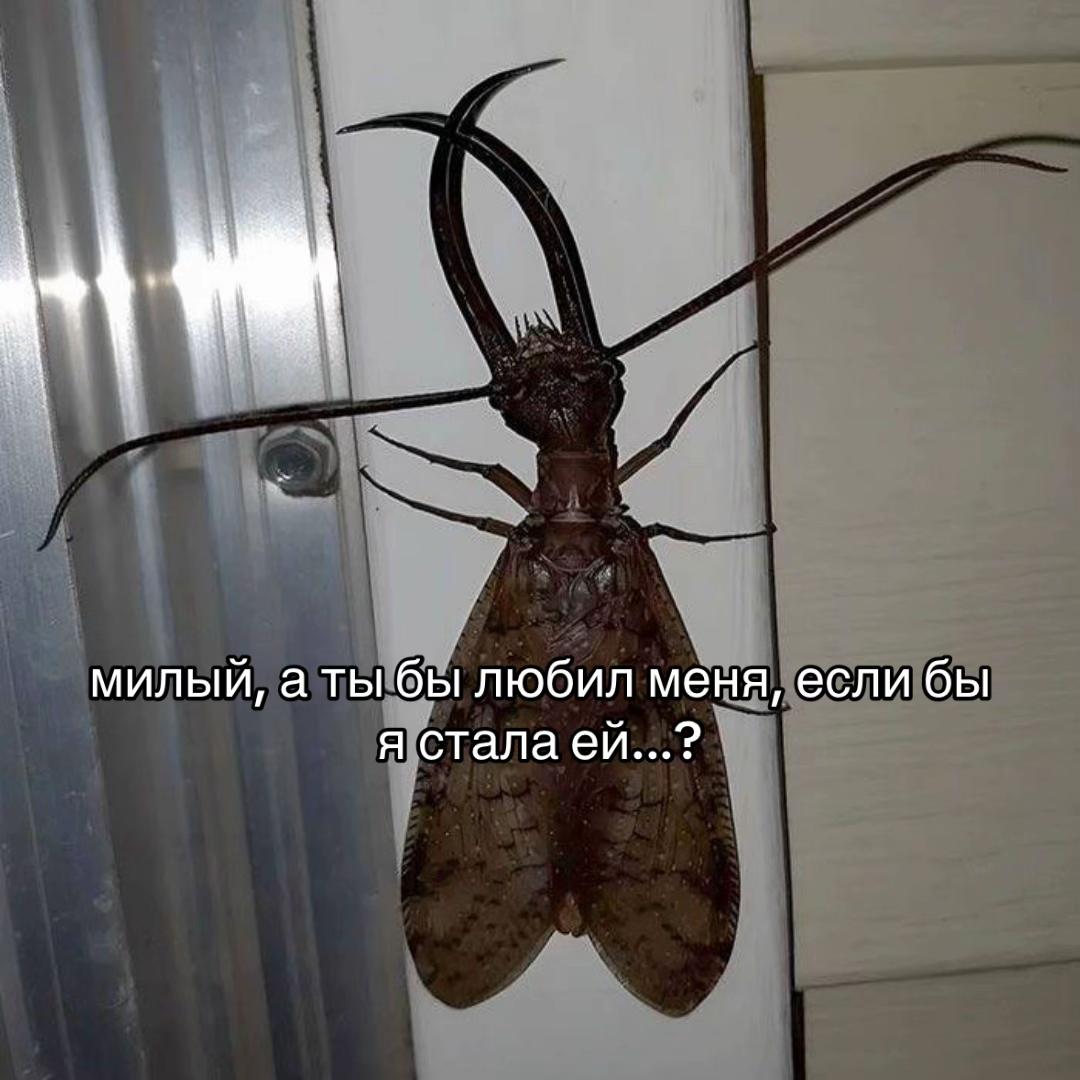 @тг skvoznoje.txt
