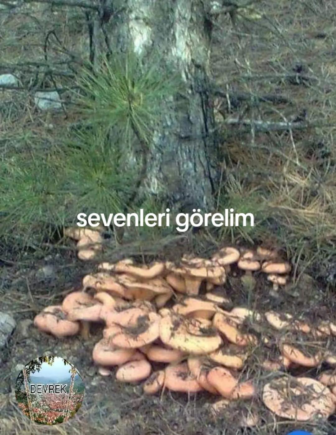 @81 D&uuml;zce