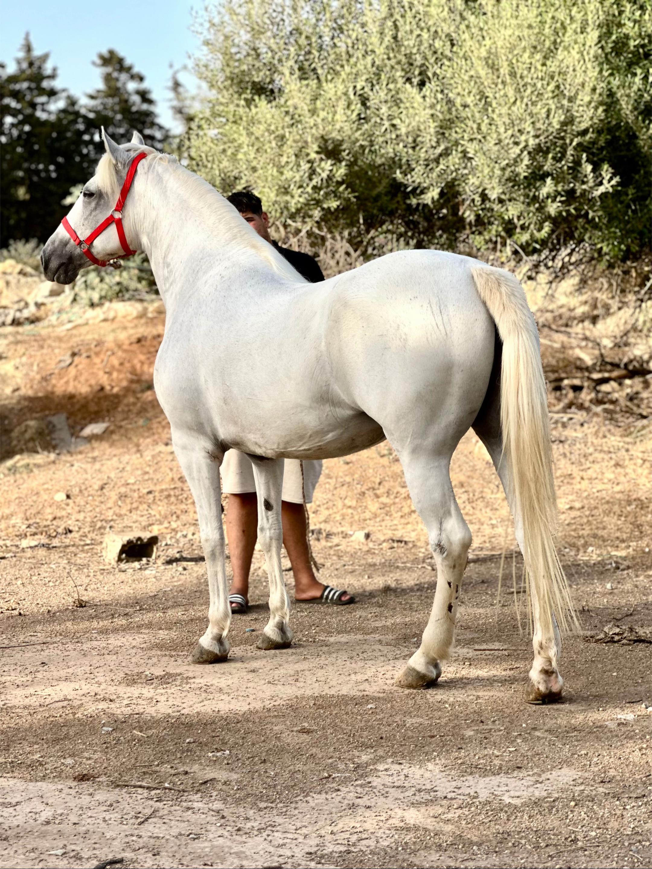 @Lyes الخيال