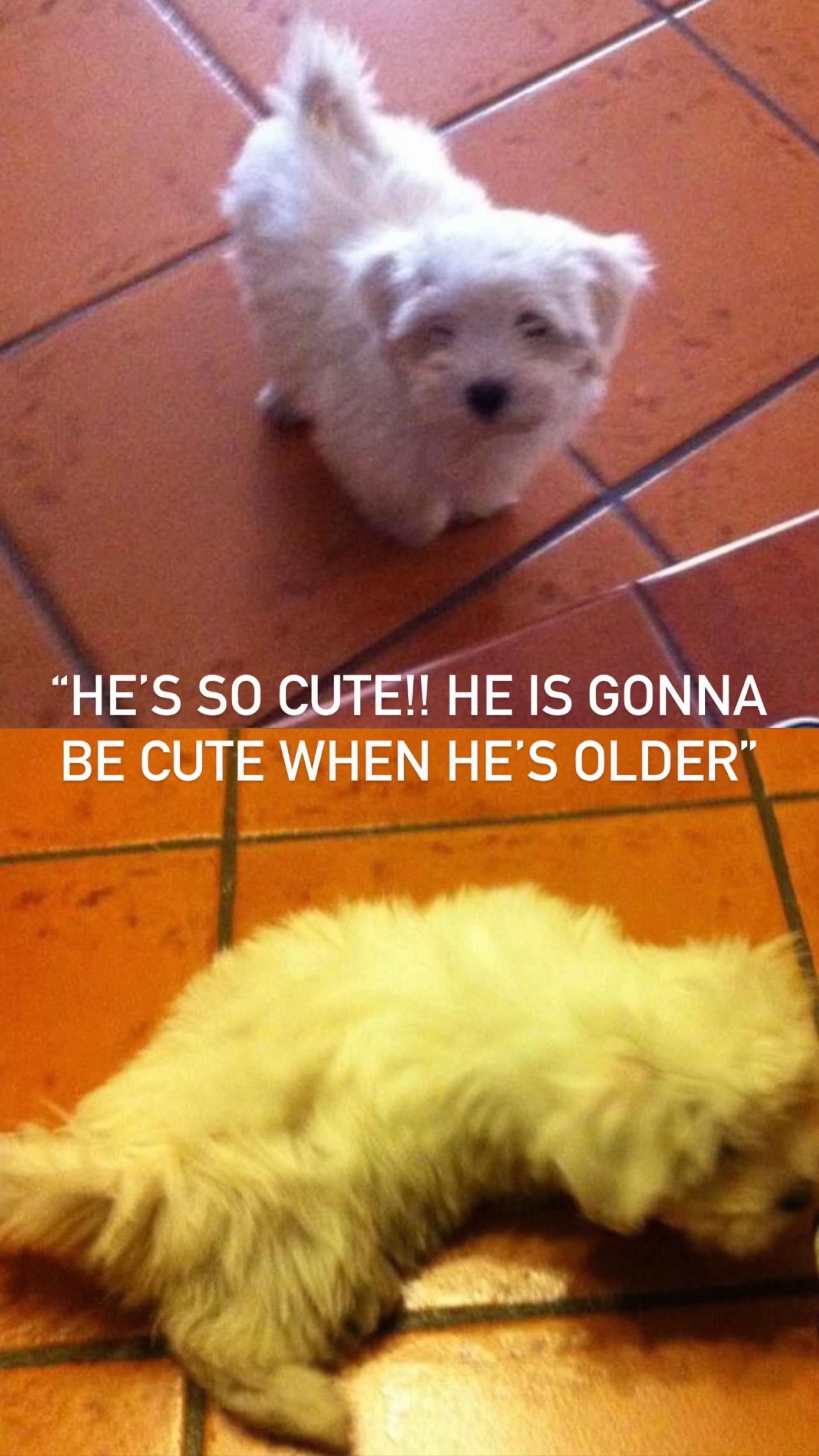 @Annie Citarella