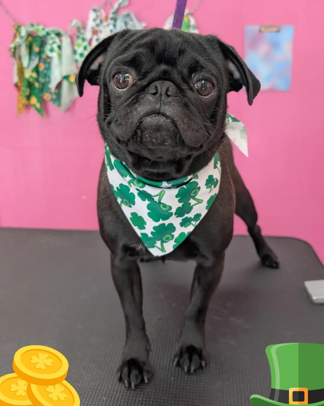 @bubulabapetgrooming