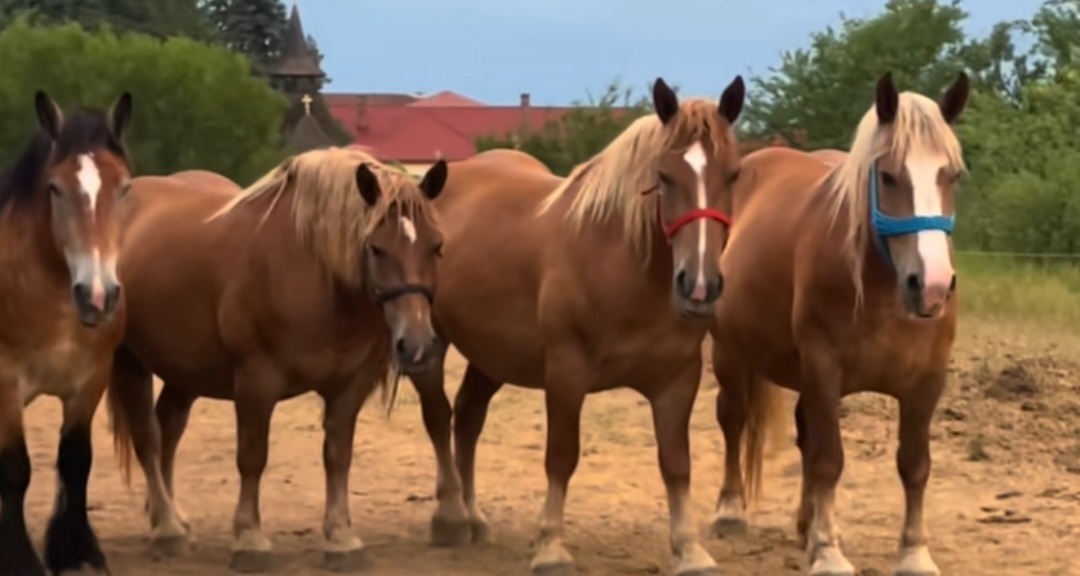@🐴spartanu80🐴