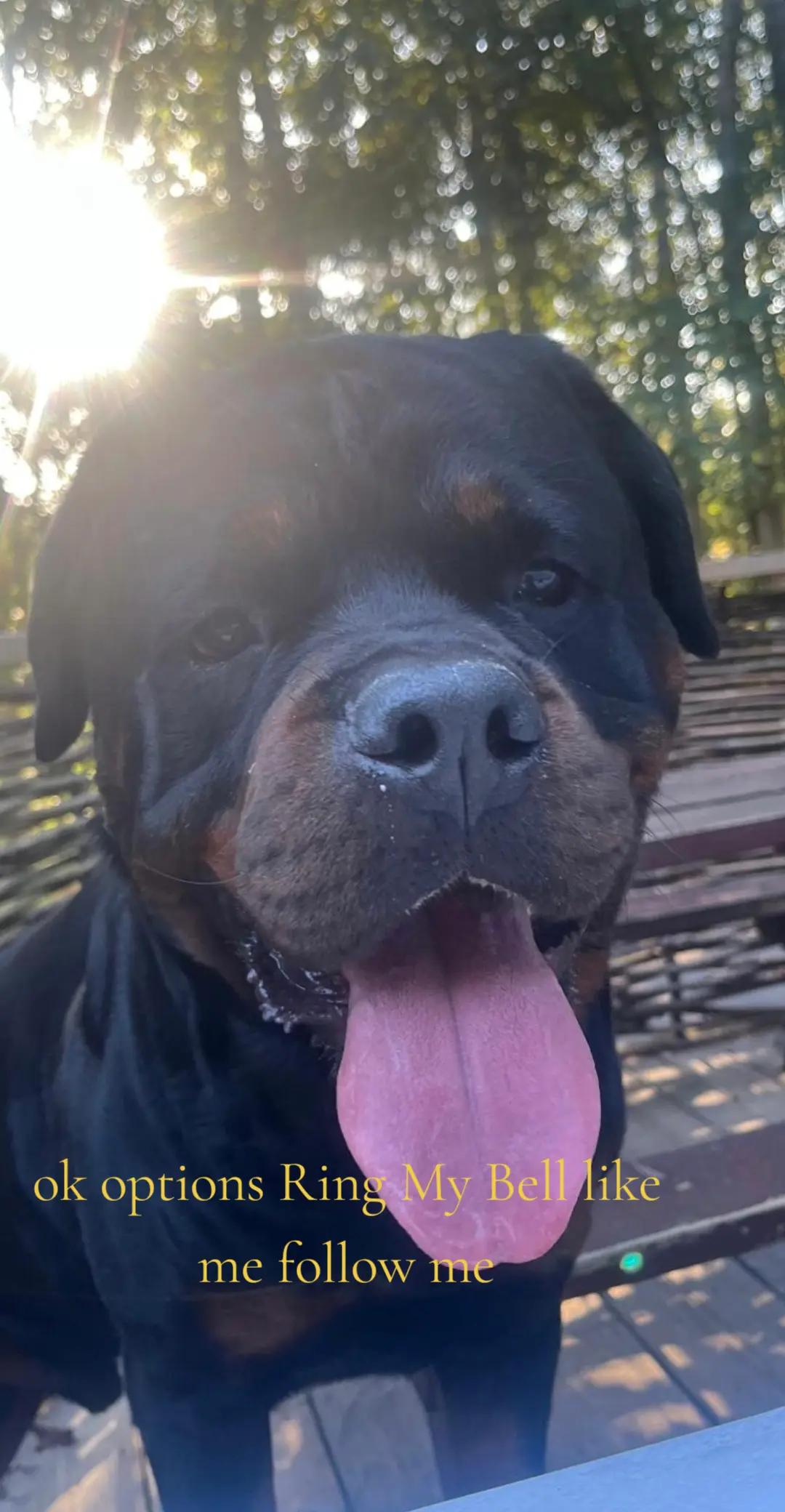 @Reggie the Rott