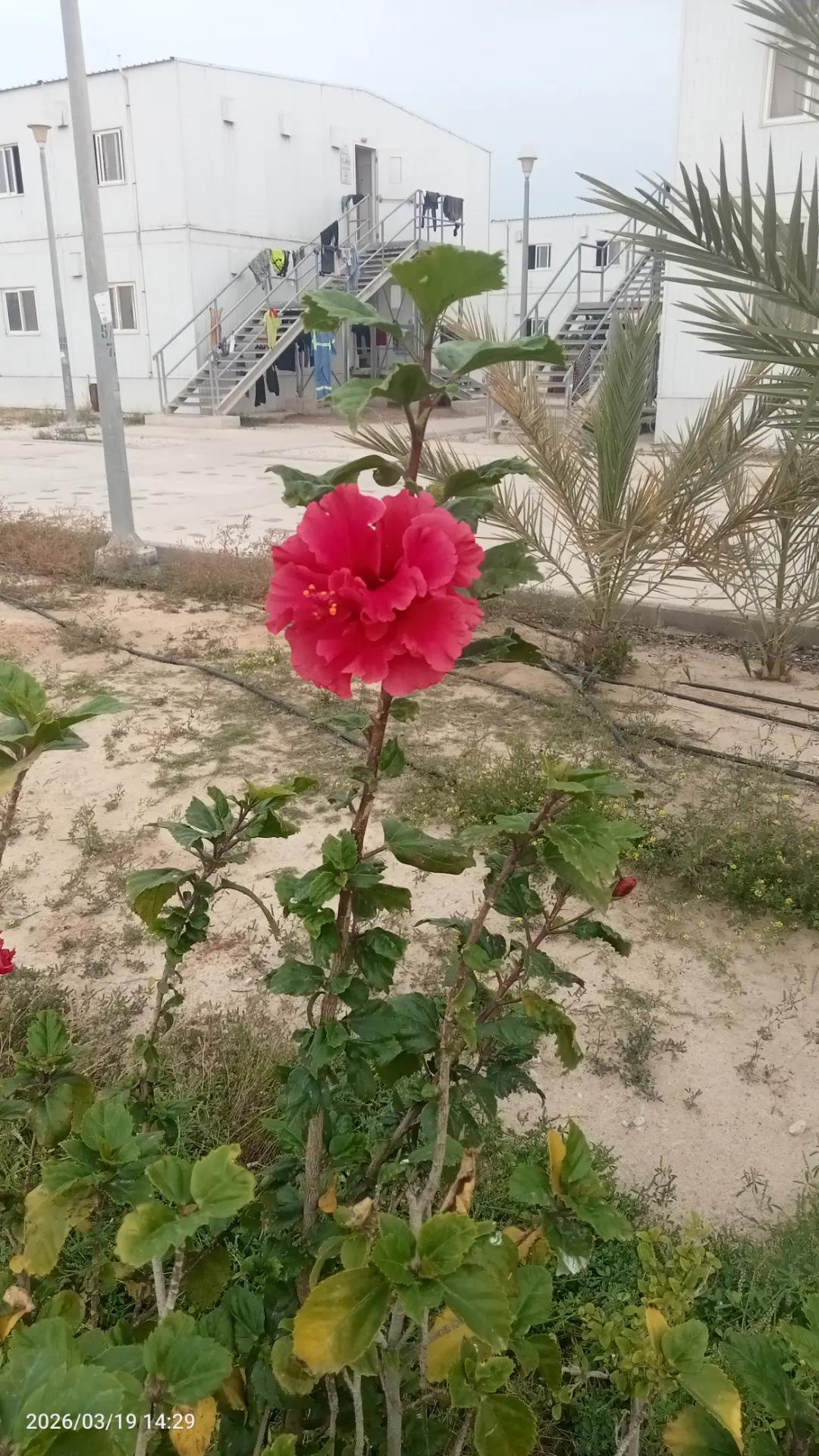 @Md rauf