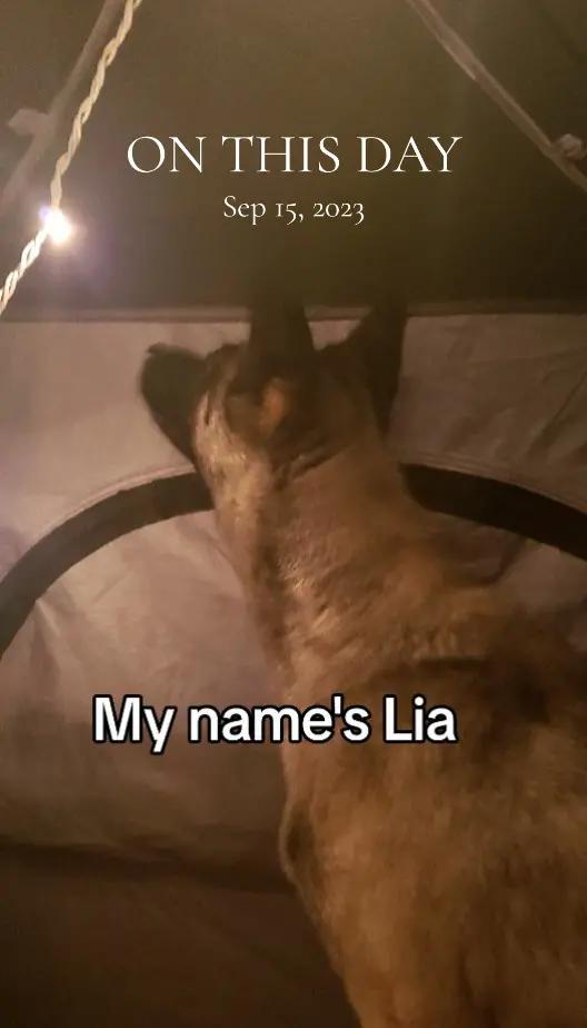 @🪓🐾🪓