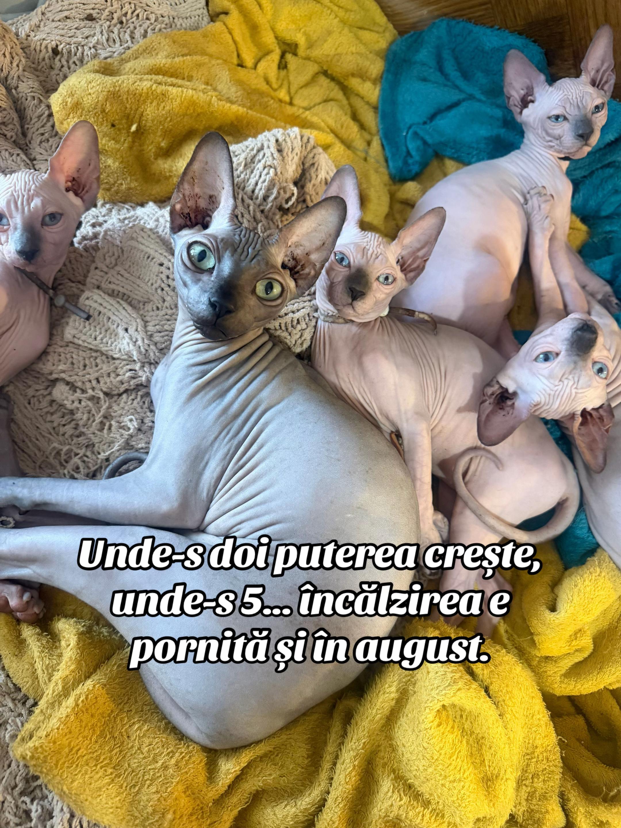 @Diana Ciortan Sphynx Romania
