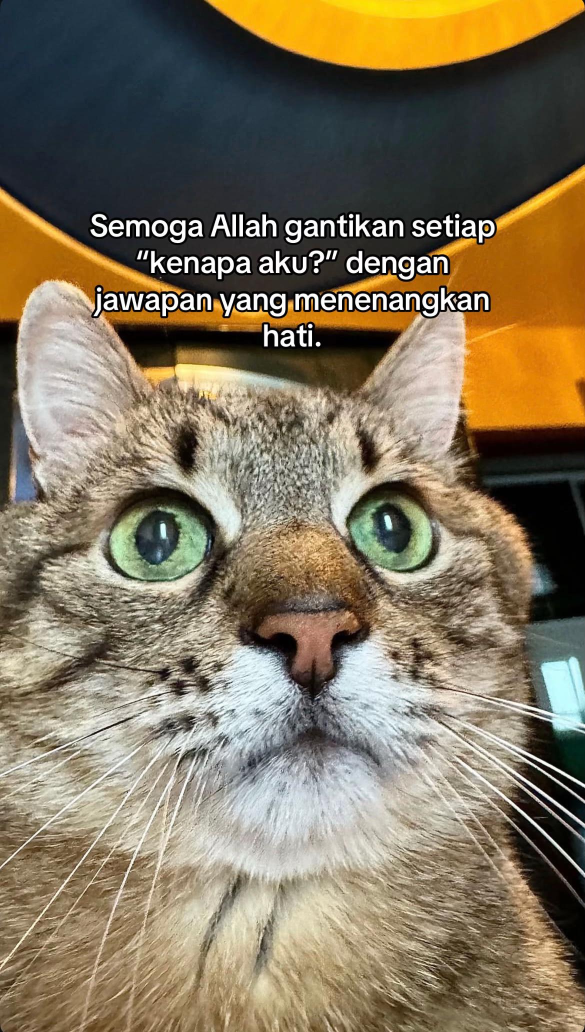@ngeong prot prot