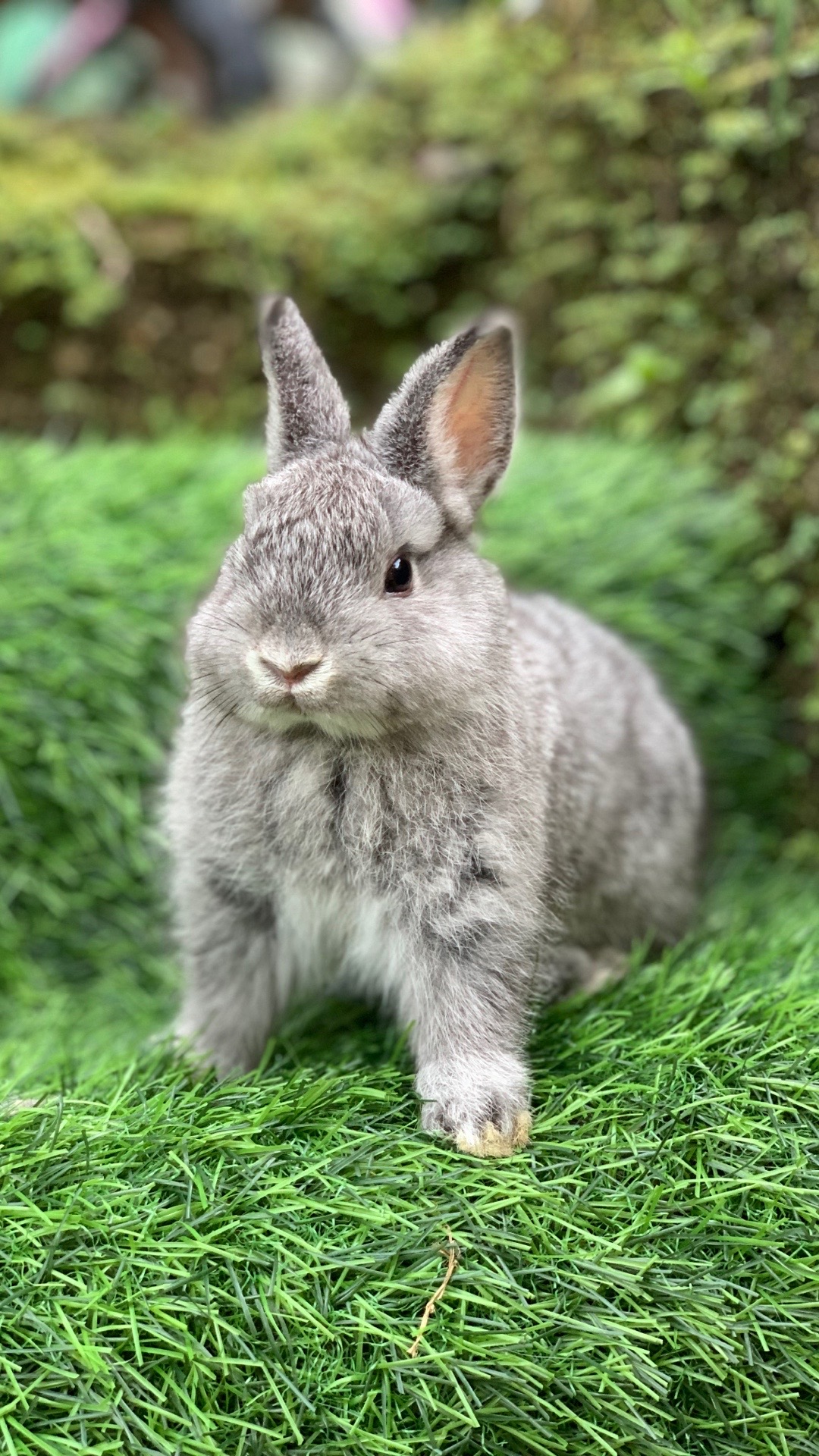 @chedyrabbit.jkt