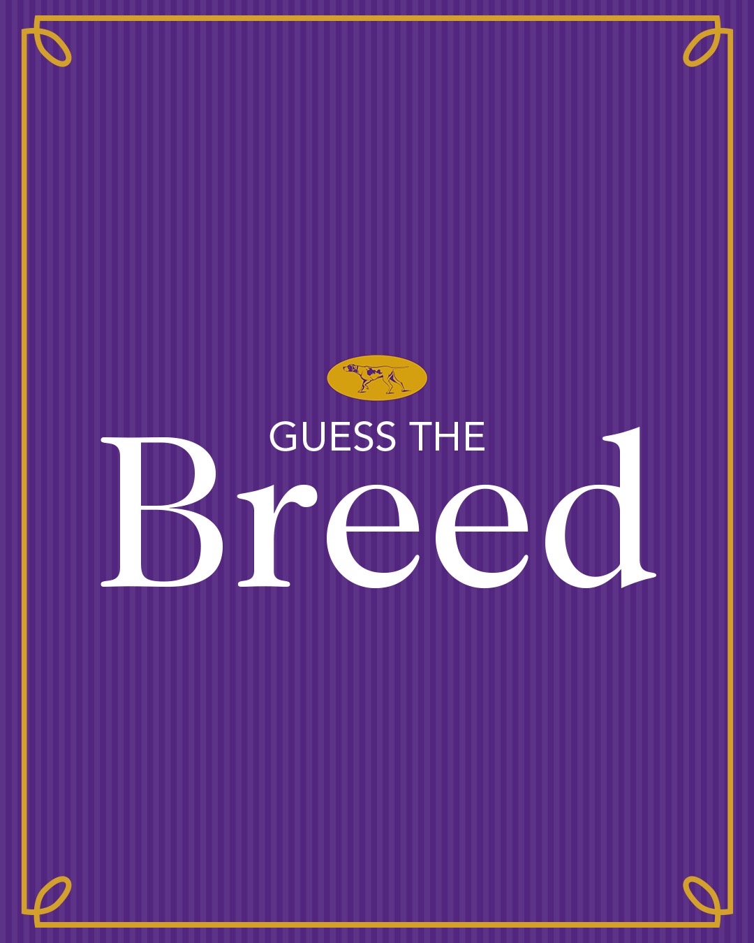 @Westminster Kennel Club