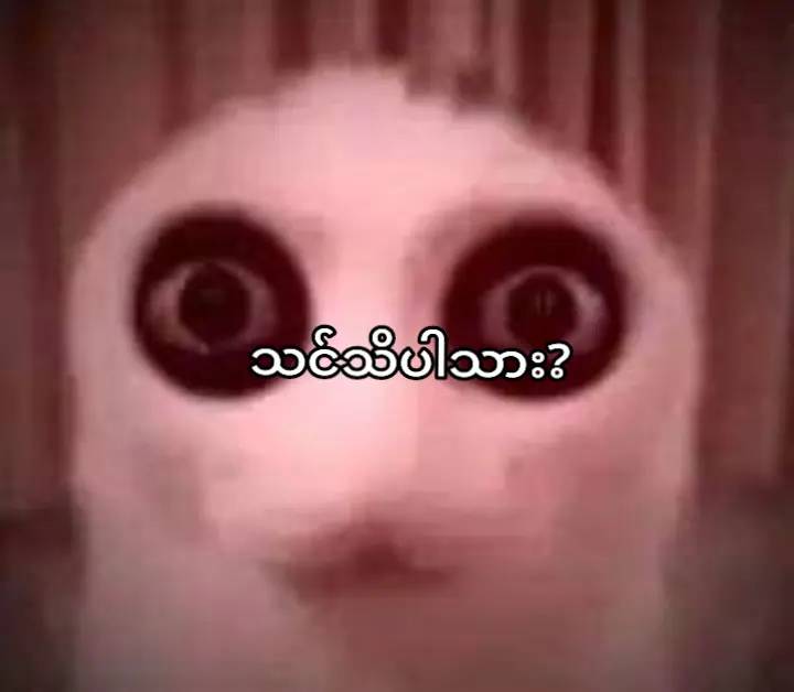 @collector kito